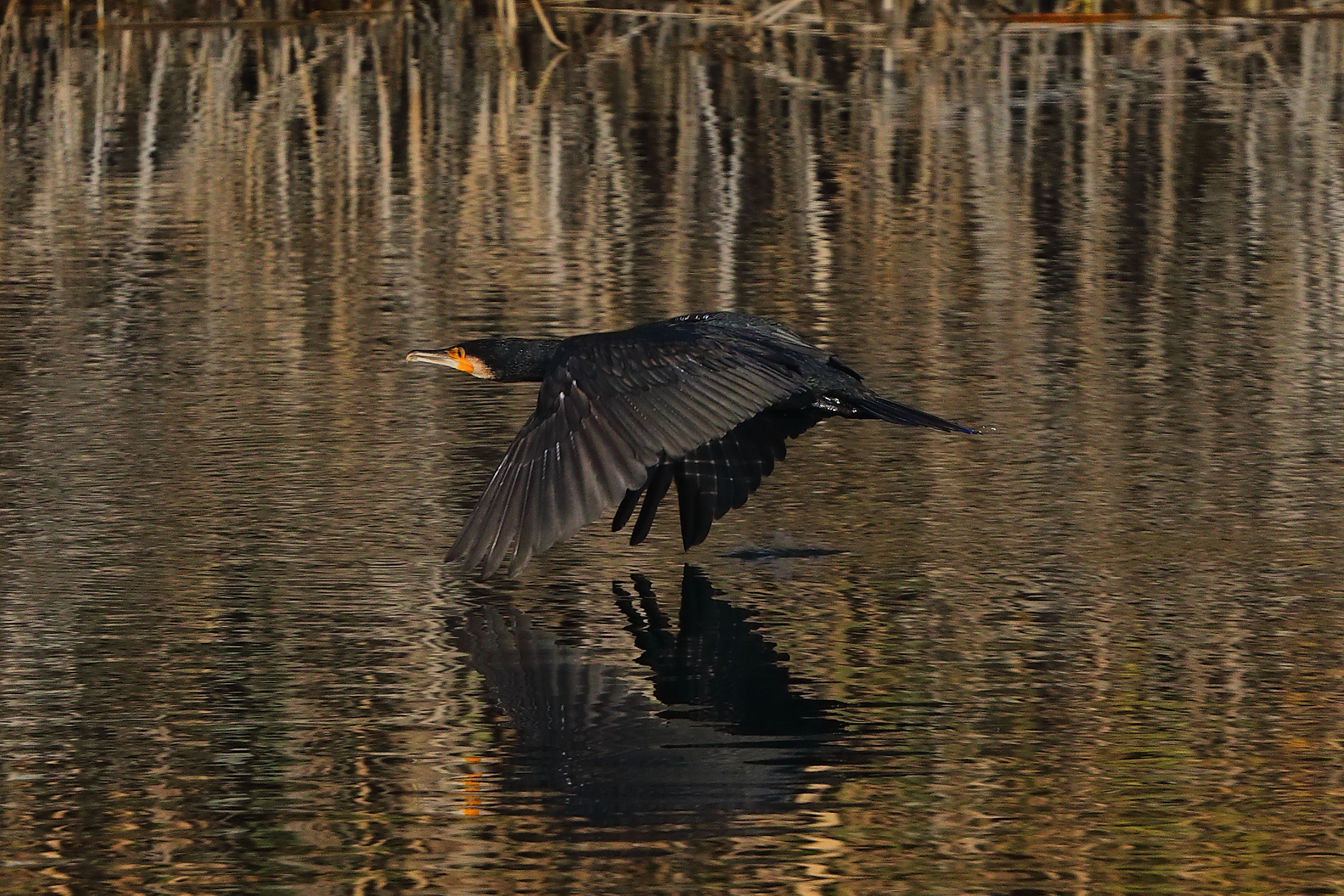 Cormorano 15 novembre 2024 - 0164