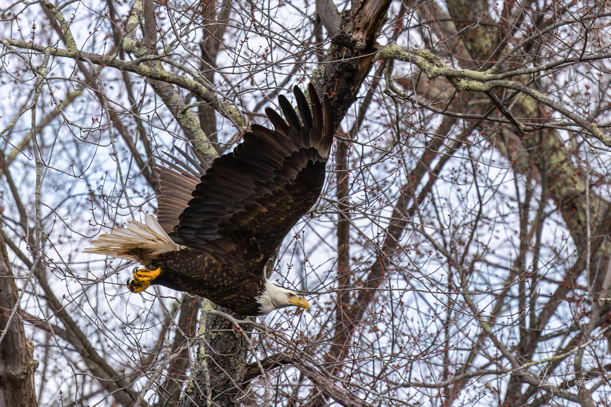 Adult Bald Eagle (Haliaeetus leucocephalus)
