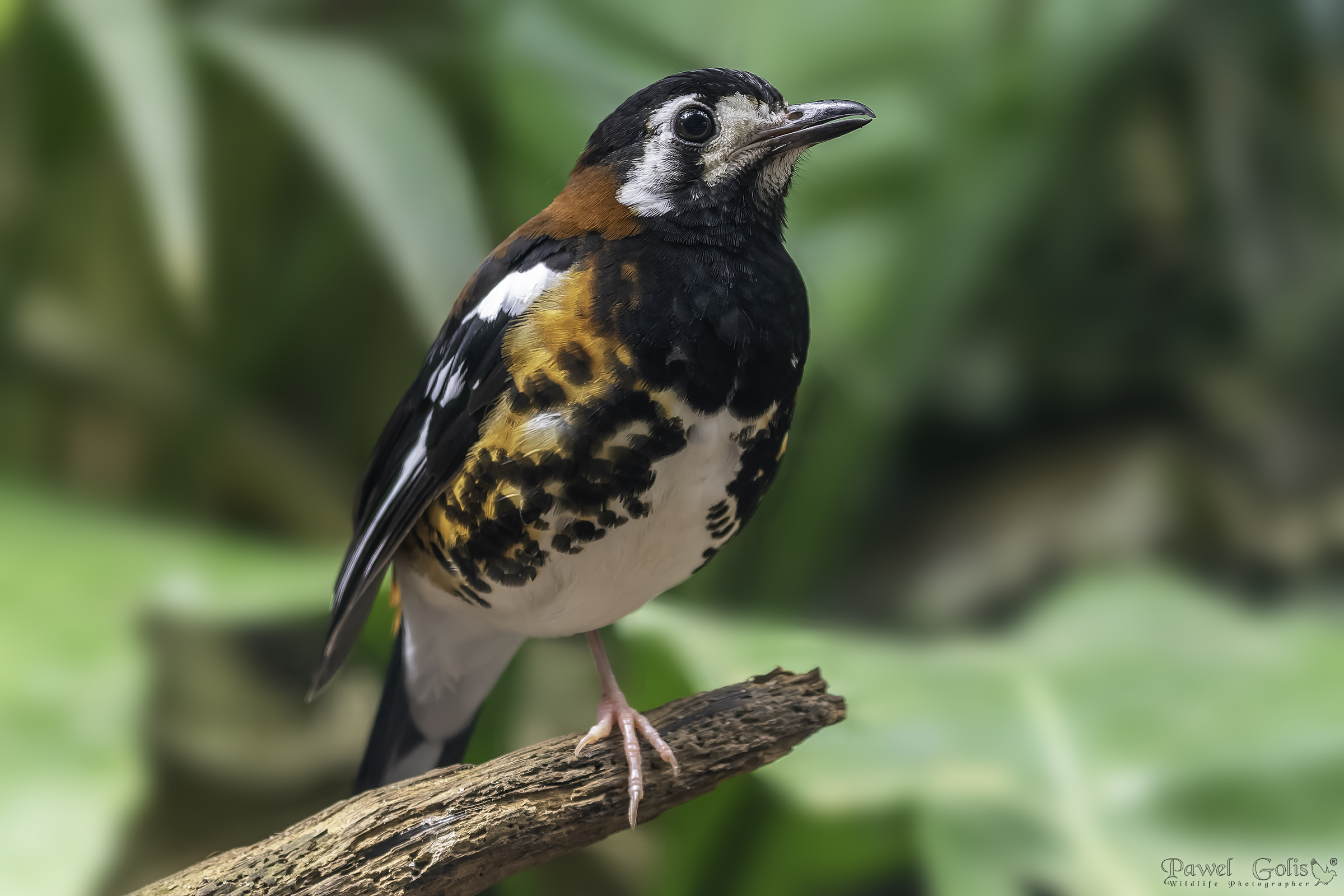 Chestnut-backed Thrush (Geokichla dohertyi)
