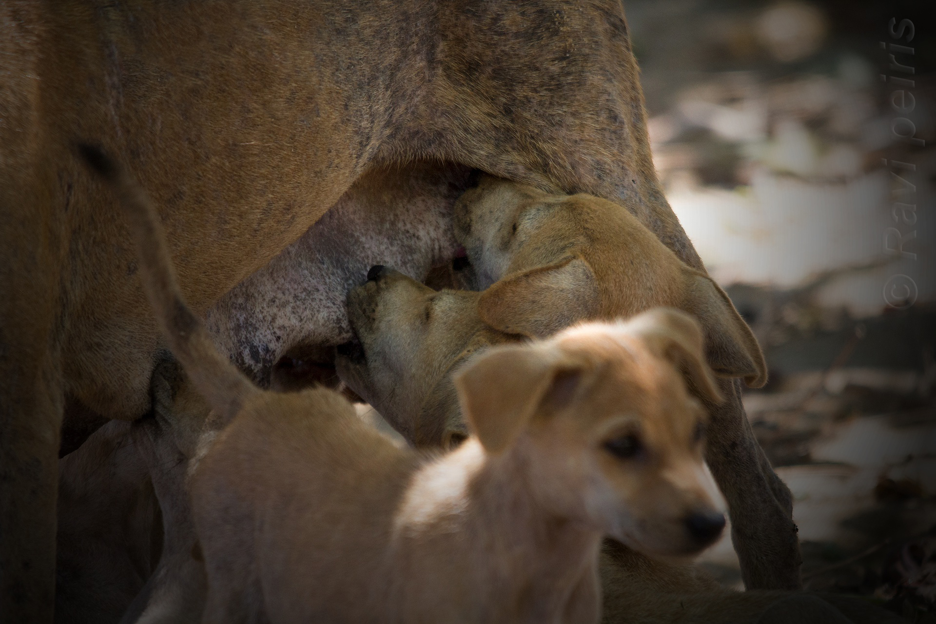 Stray Dogs, Puppies and Mom