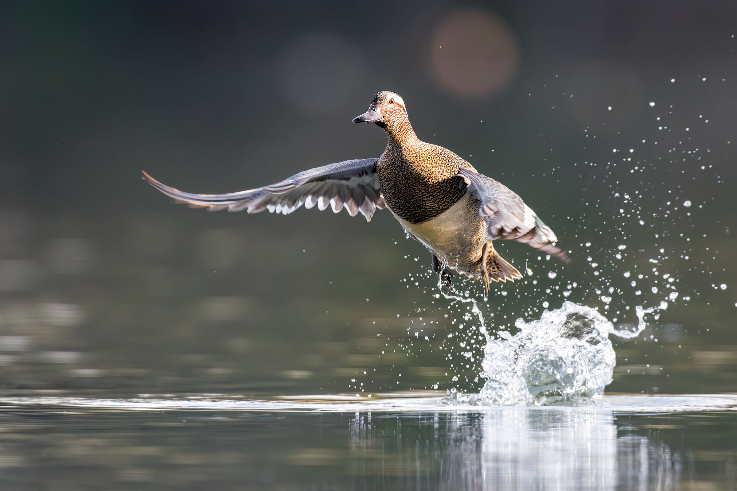 Garganey