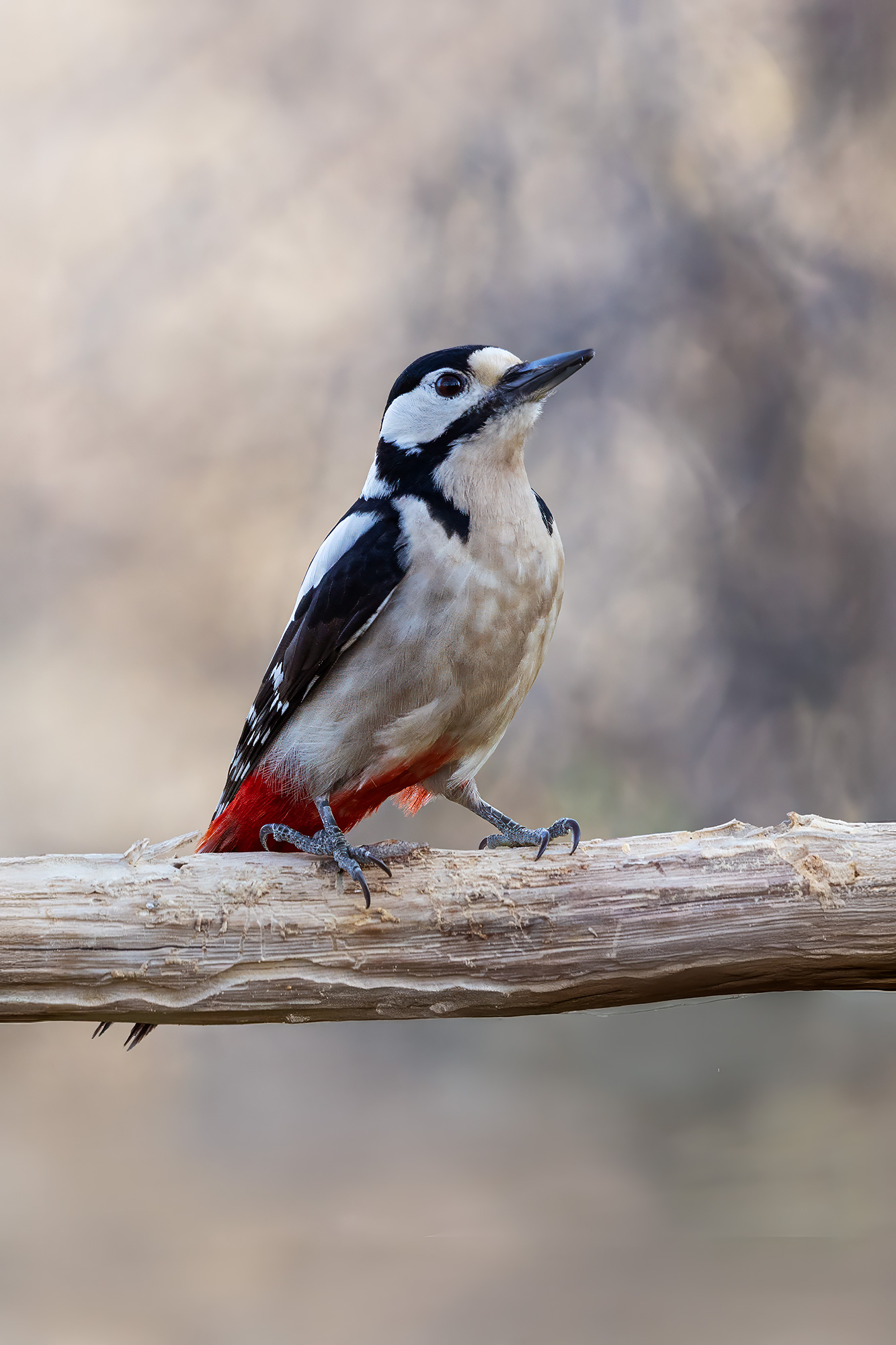 Indecision of a Woodpecker
