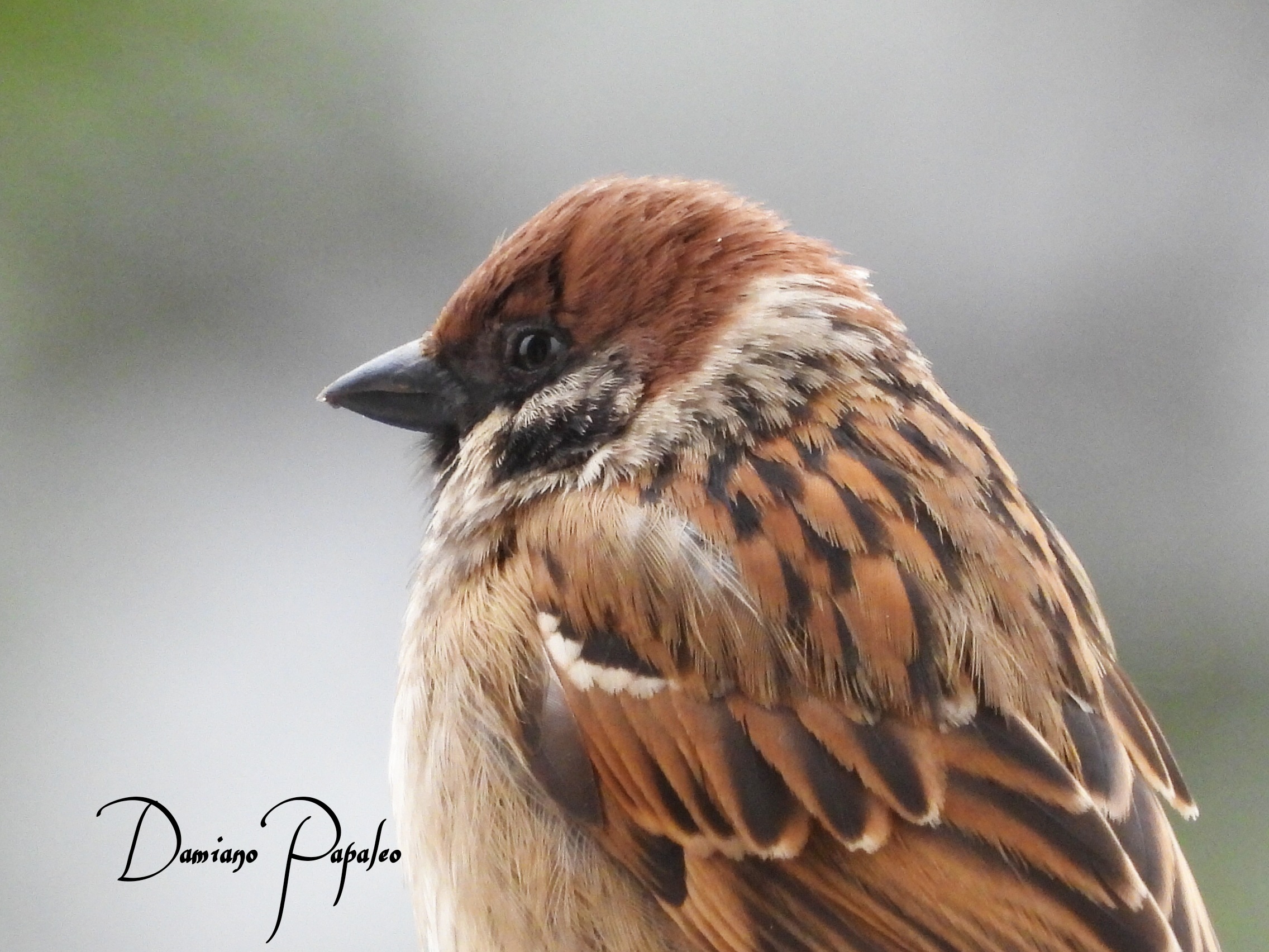 Sparrow
