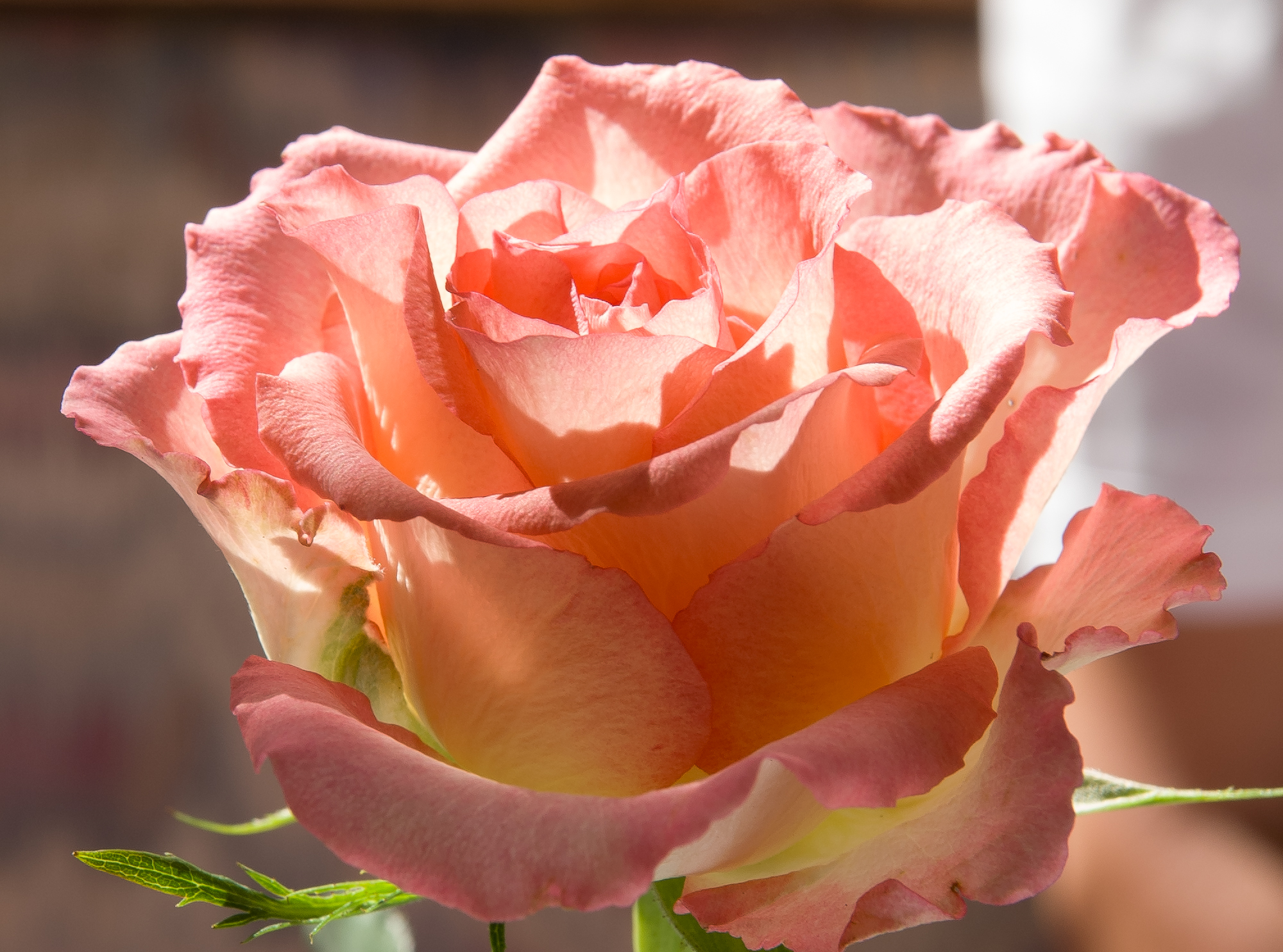 Still today the Minolta 7D Zeiss zoom combo amazes me