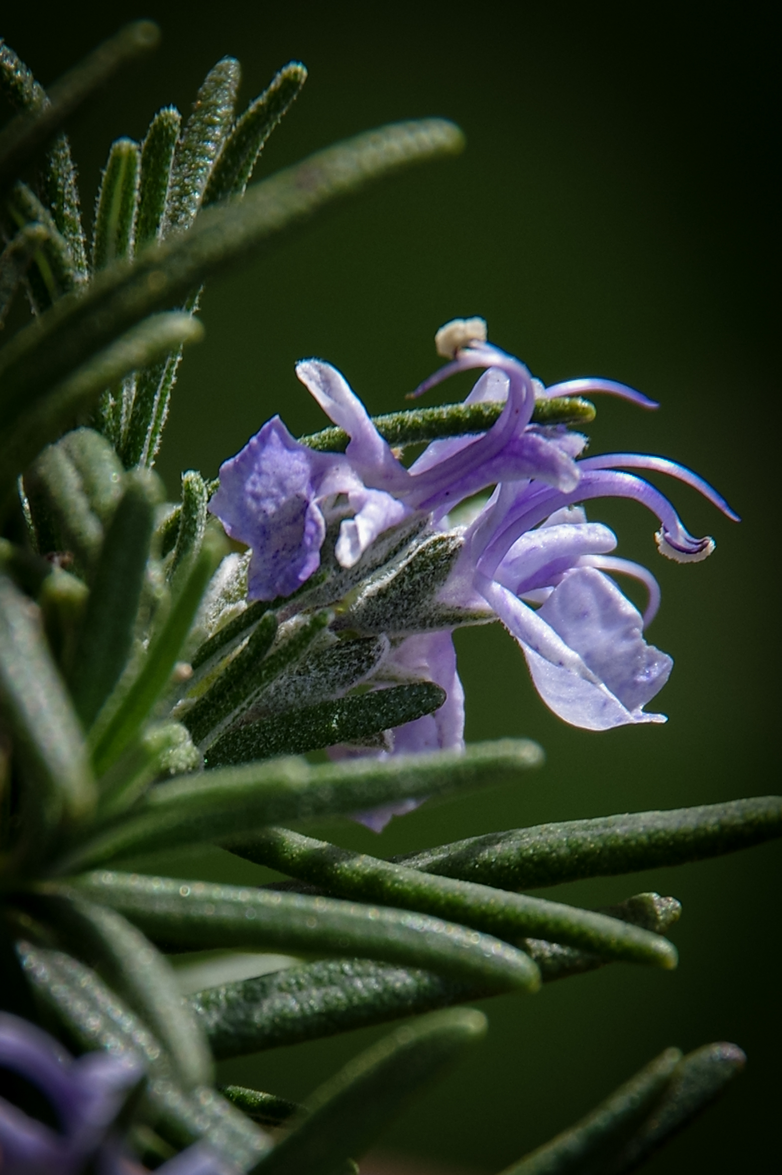 Rosemary Flower