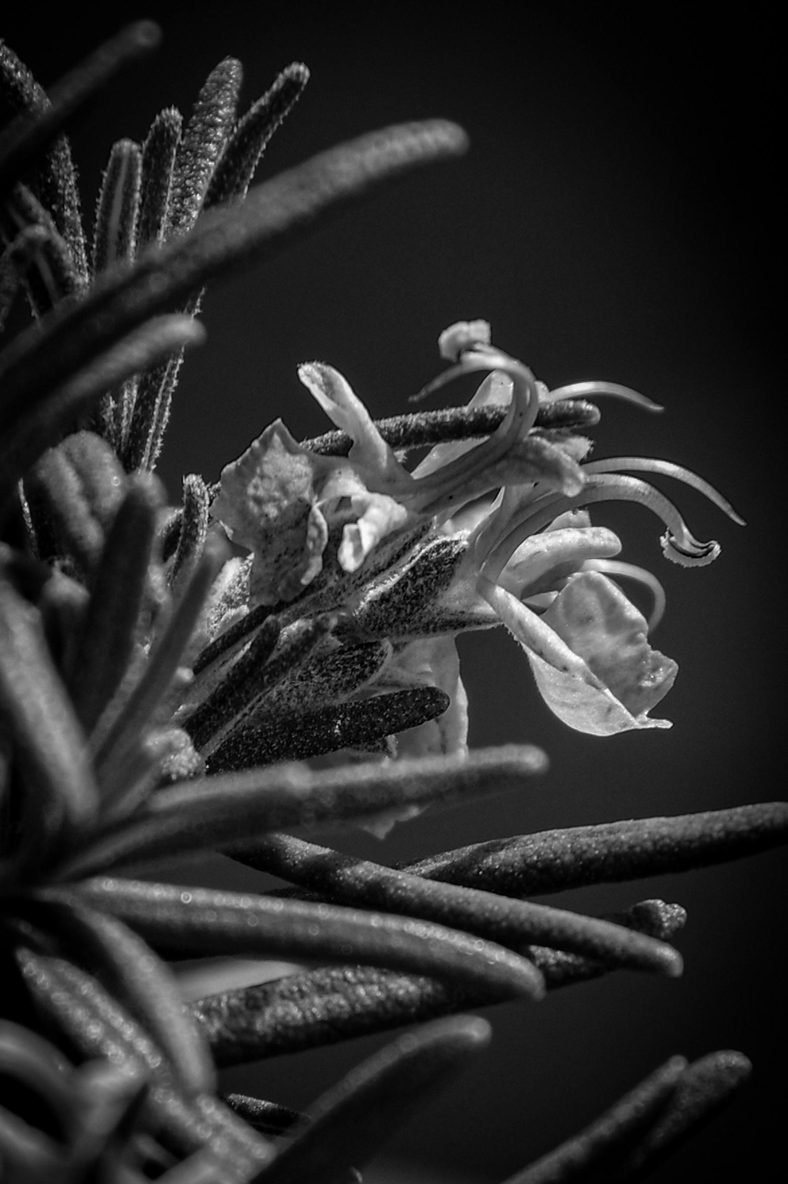 Rosemary Flower in B&W
