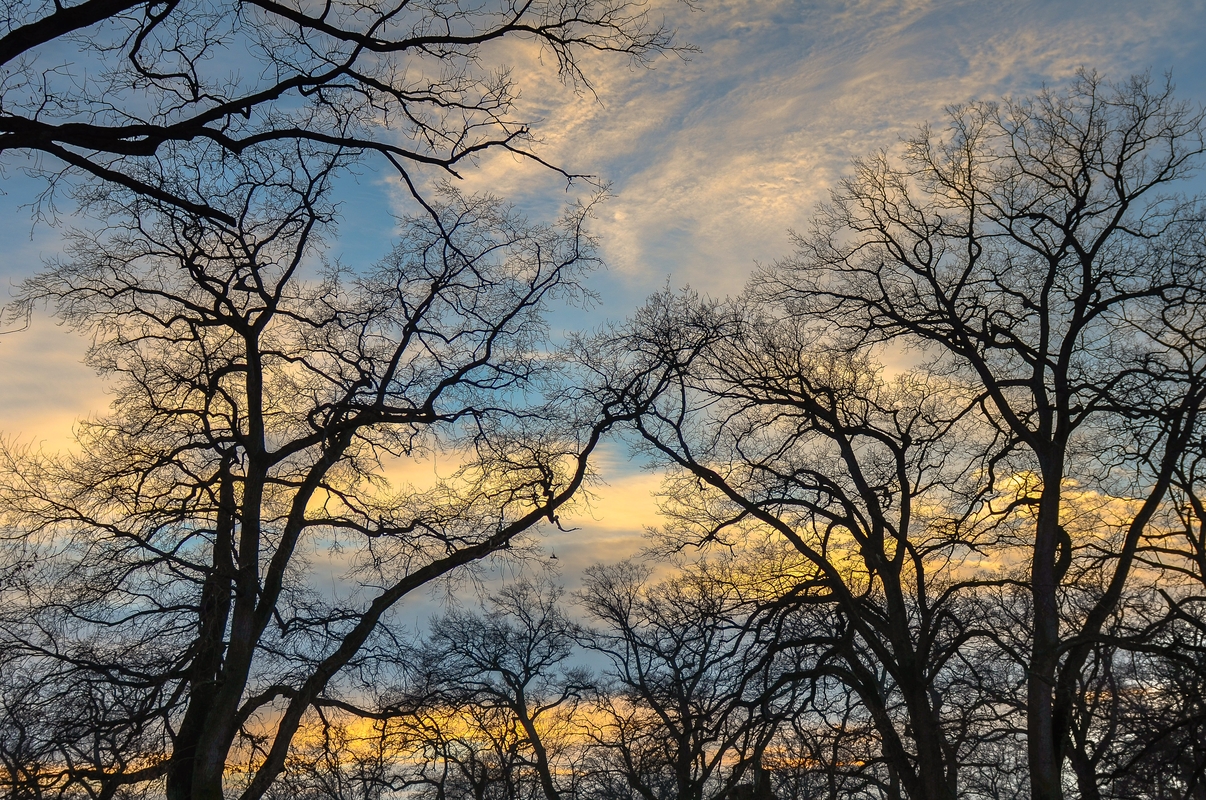 Albero a fine inverno del giorno