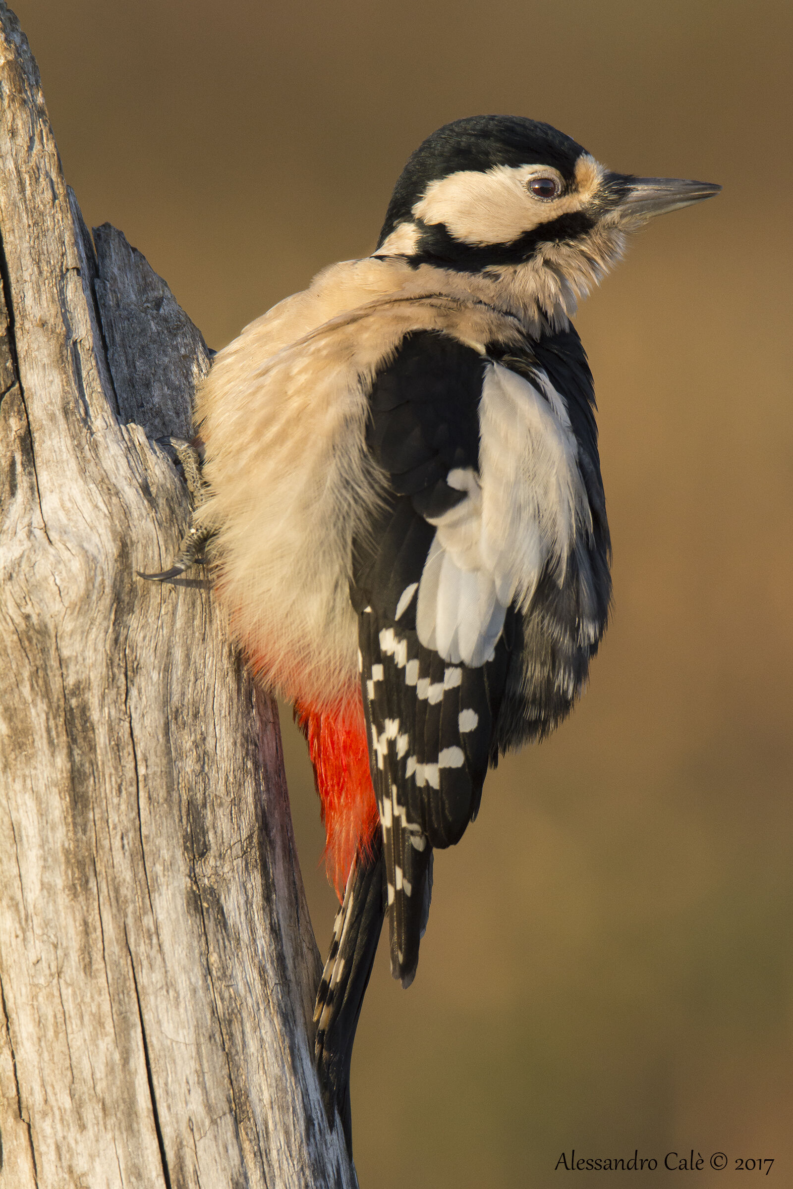 Dendrocopos Major (Great Spotted Woodpecker) F 6000