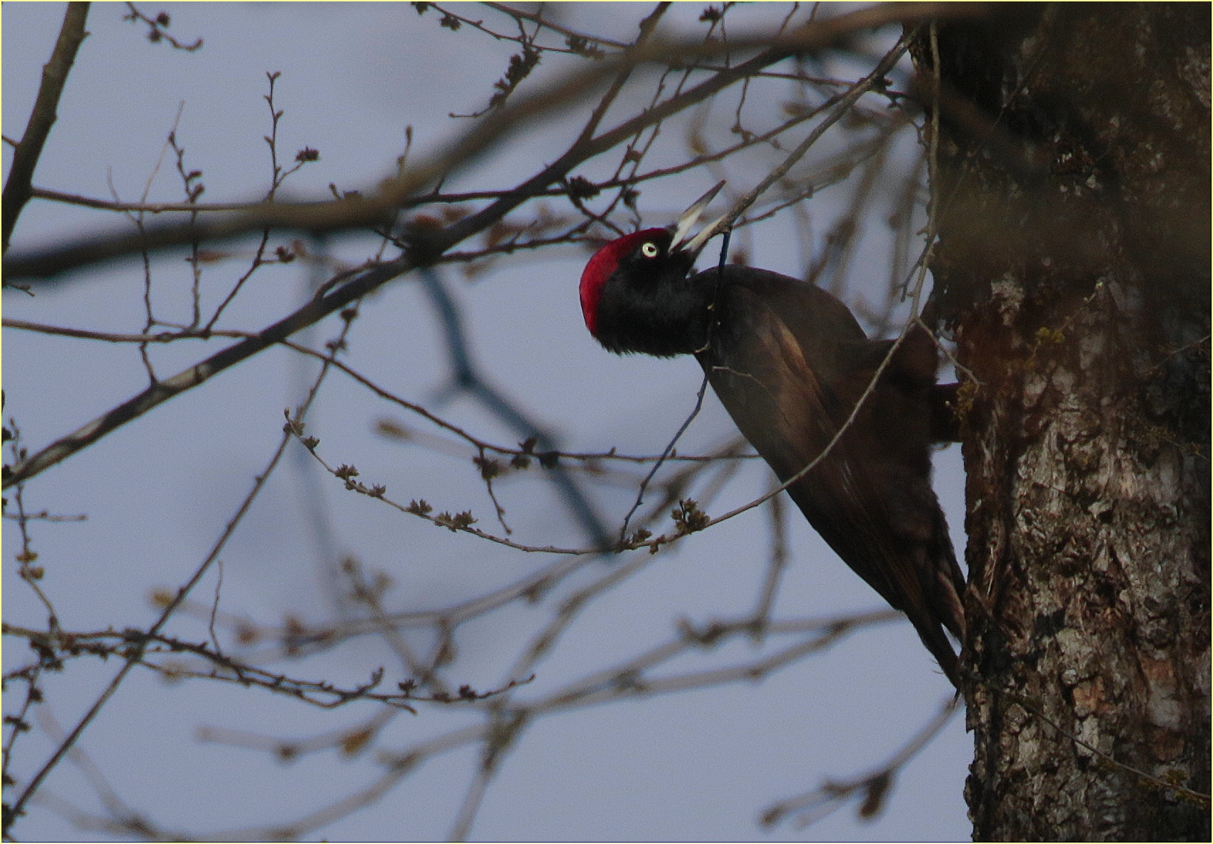 ''Black Woodpecker''