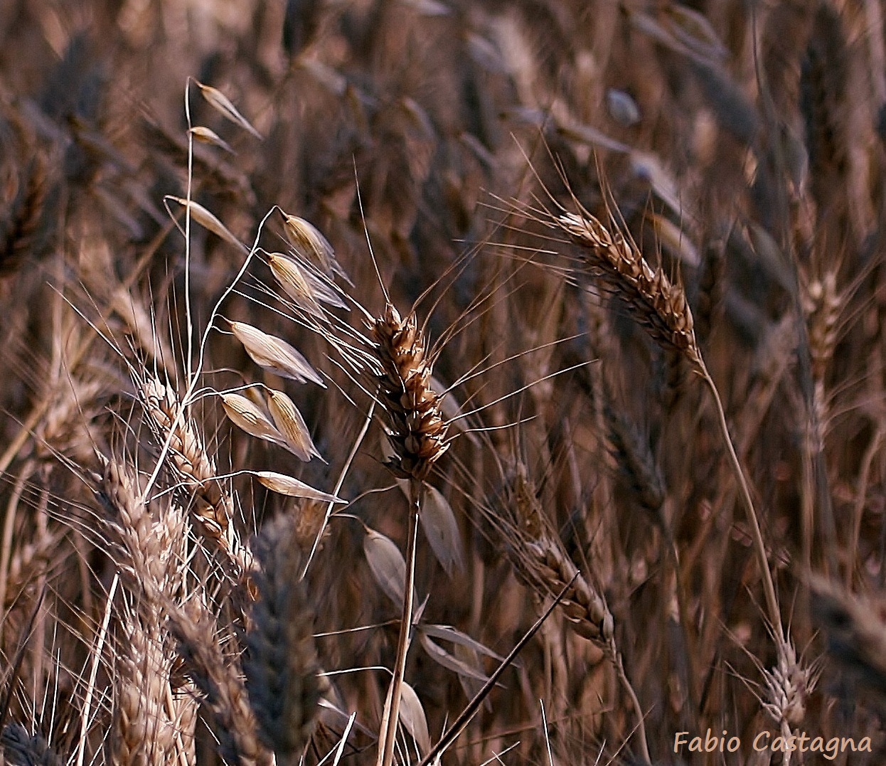Ripe wheat