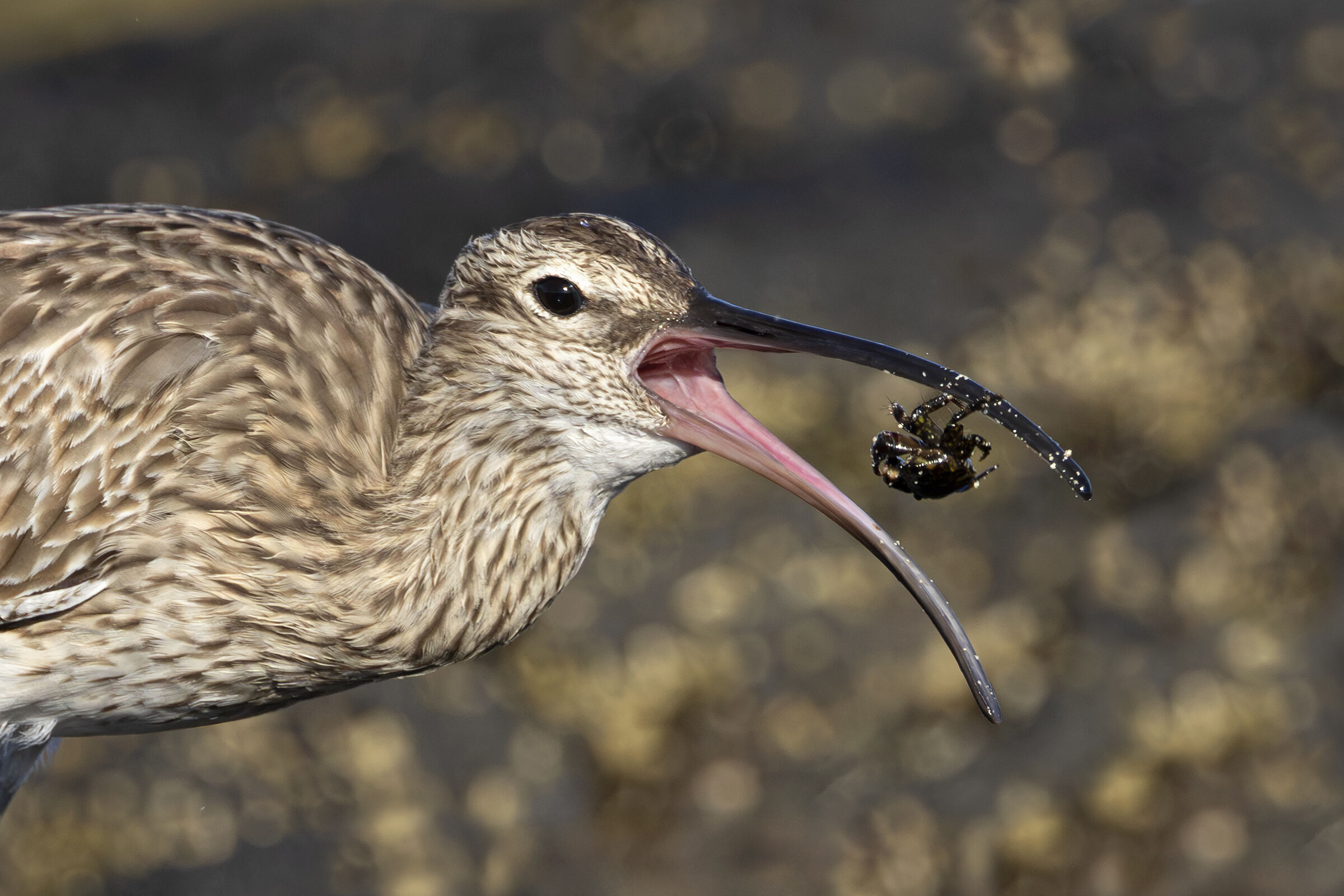 Whimbrel