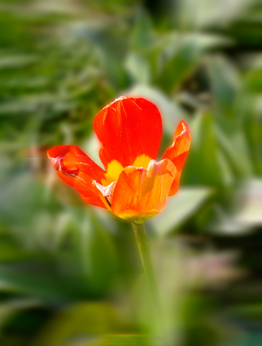 Among the greenery...