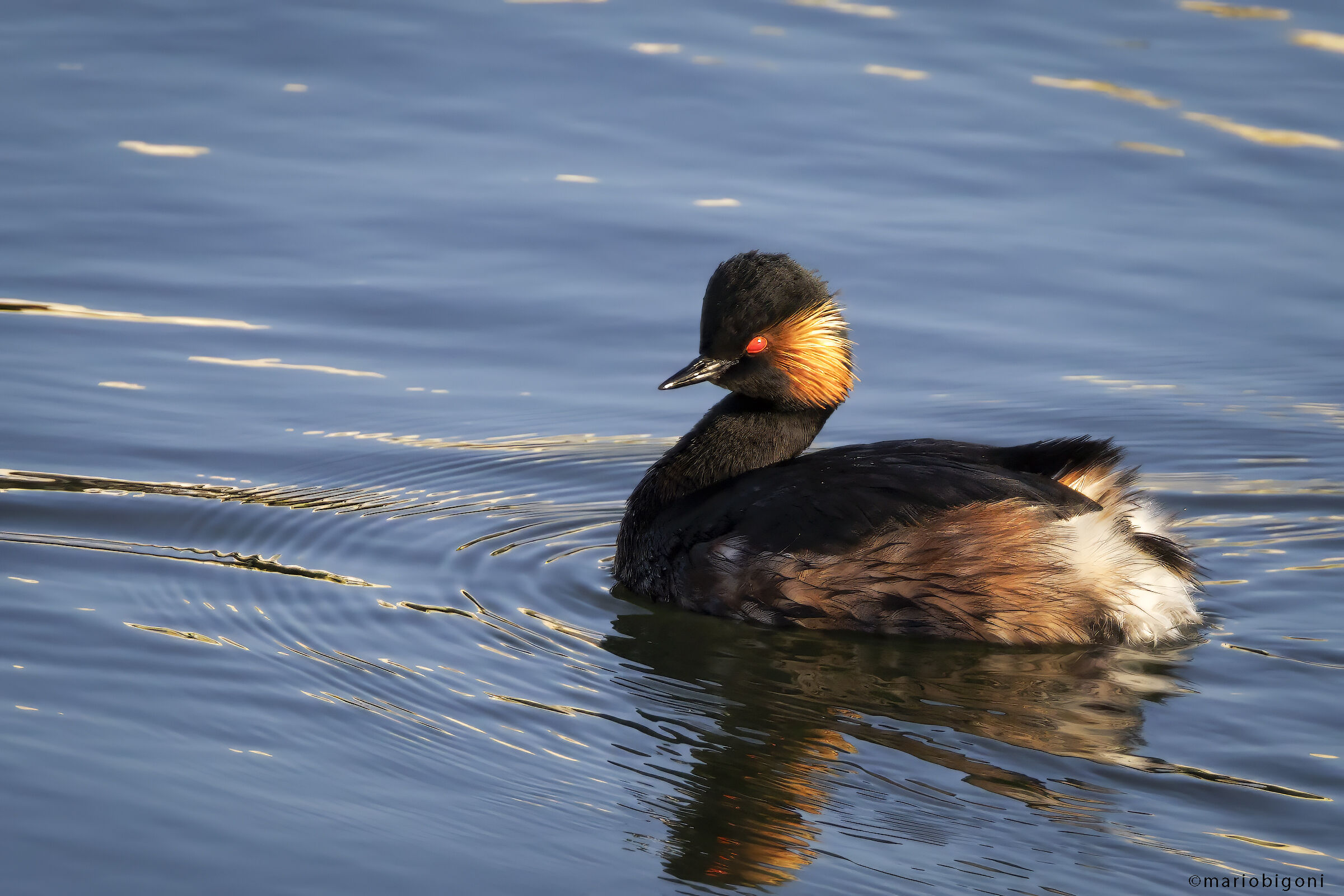 Black-necked grebe