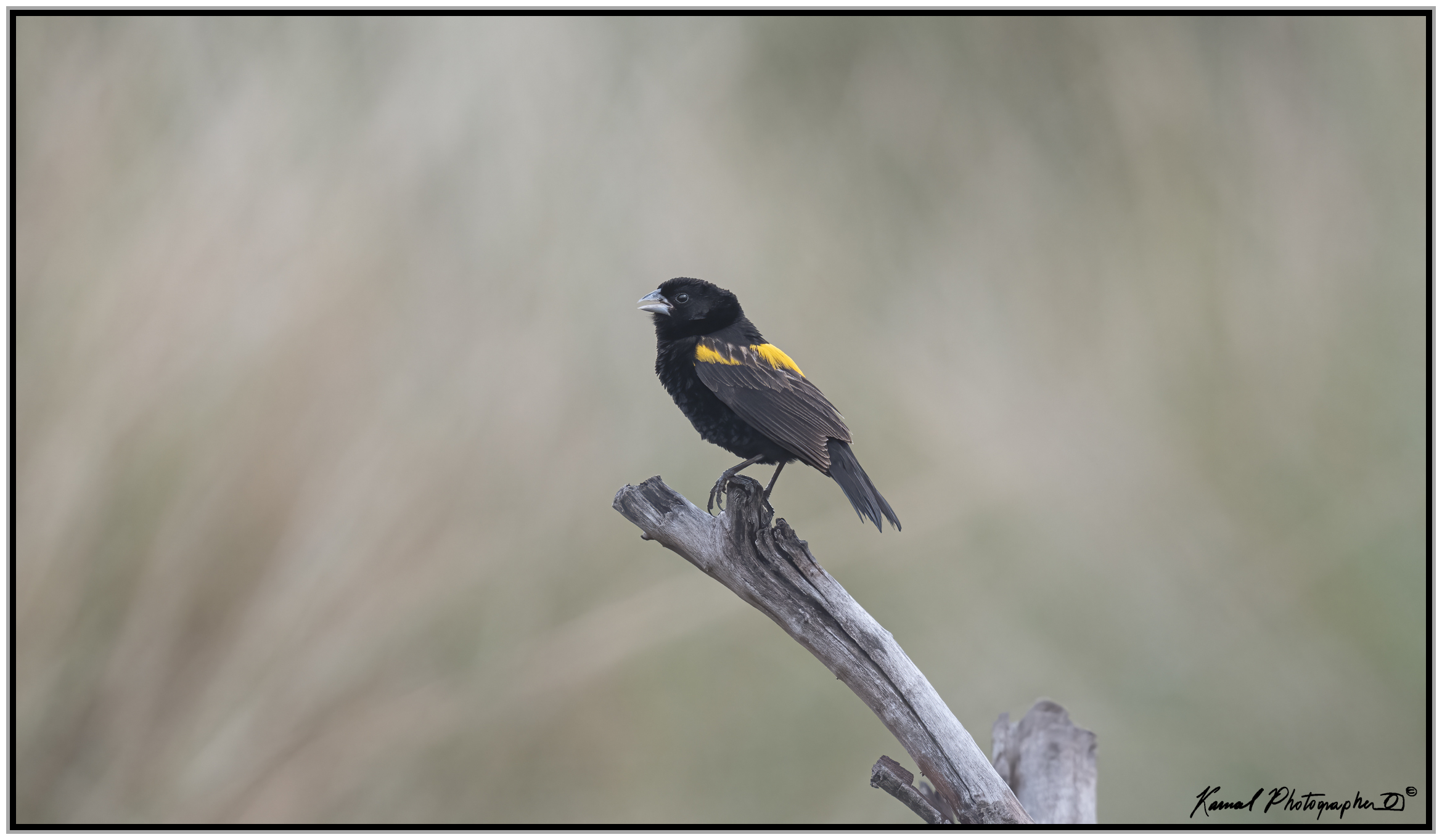 Yellow bishop (Euplectes capensis)