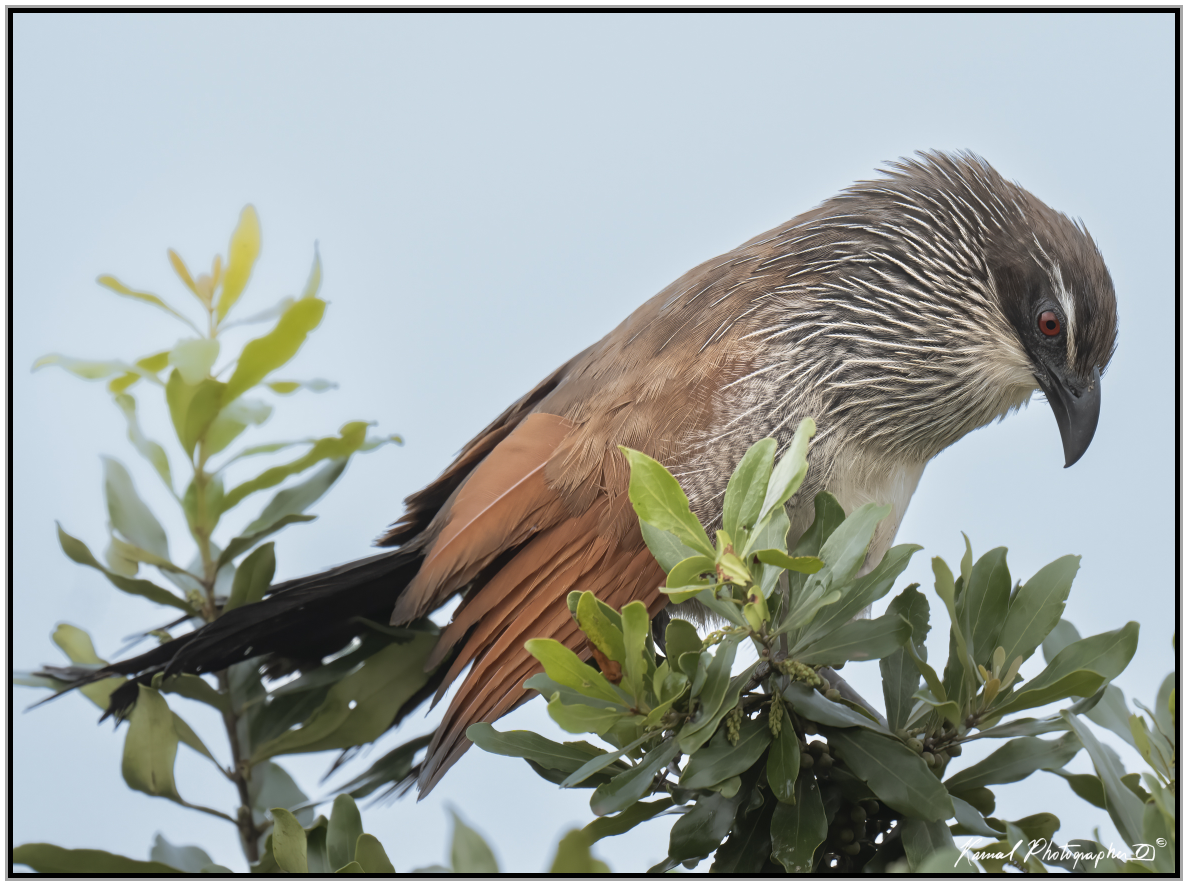 White-browed coucal(Centropus superciliosus)