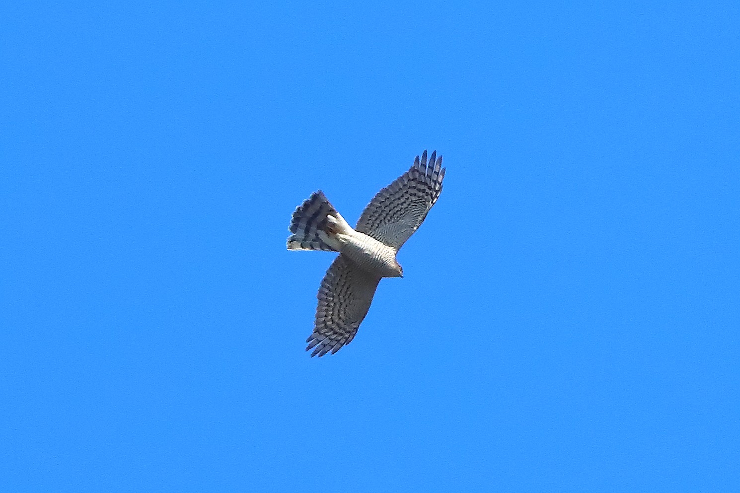 Sparviere 20 marzo 2025 - 0059