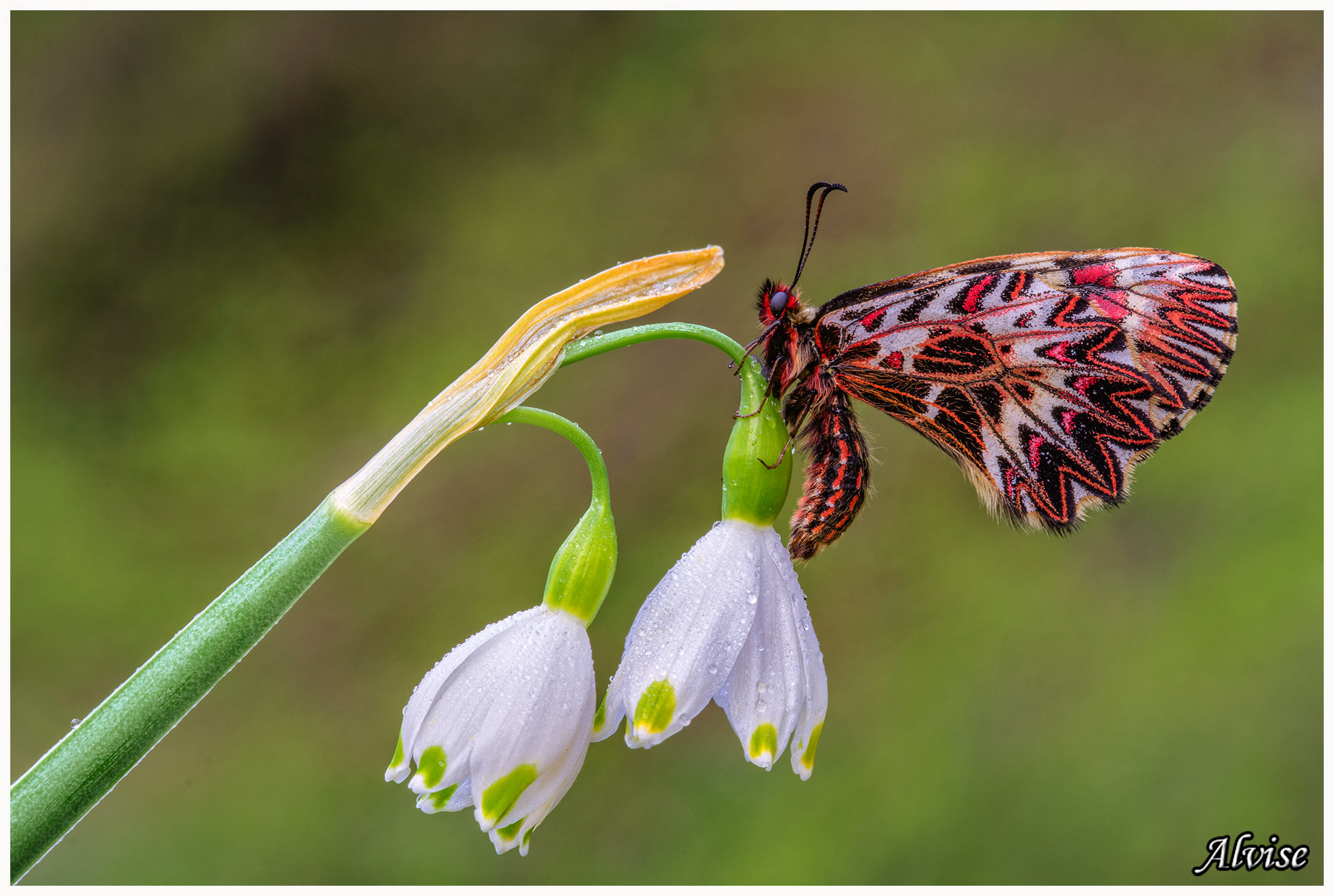 Zerynthia polyxena