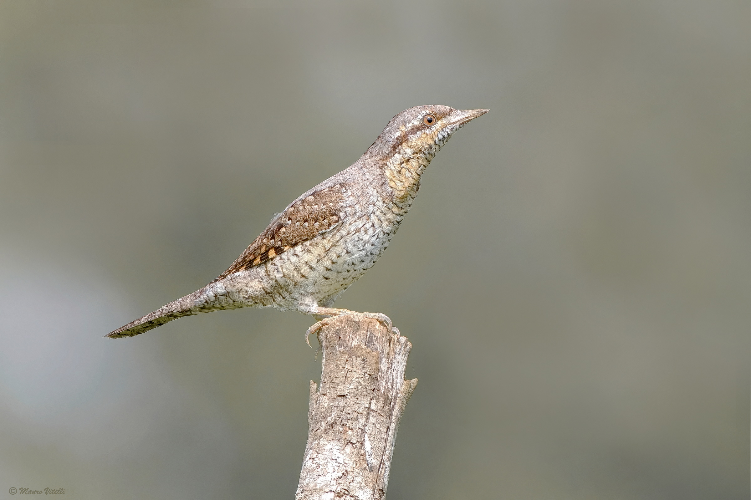 Wryneck (Jynx torquilla)