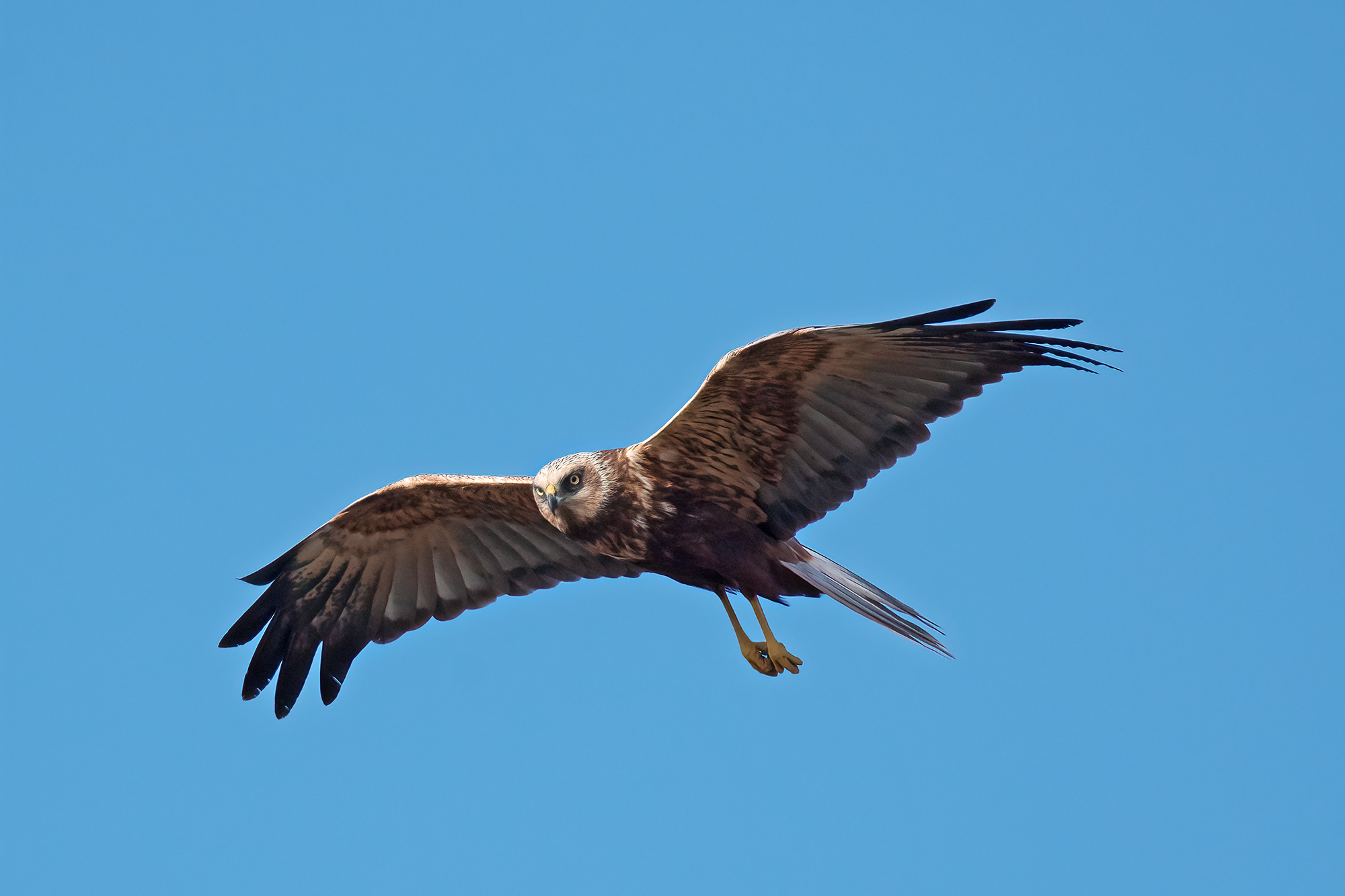 Marsh Harrier