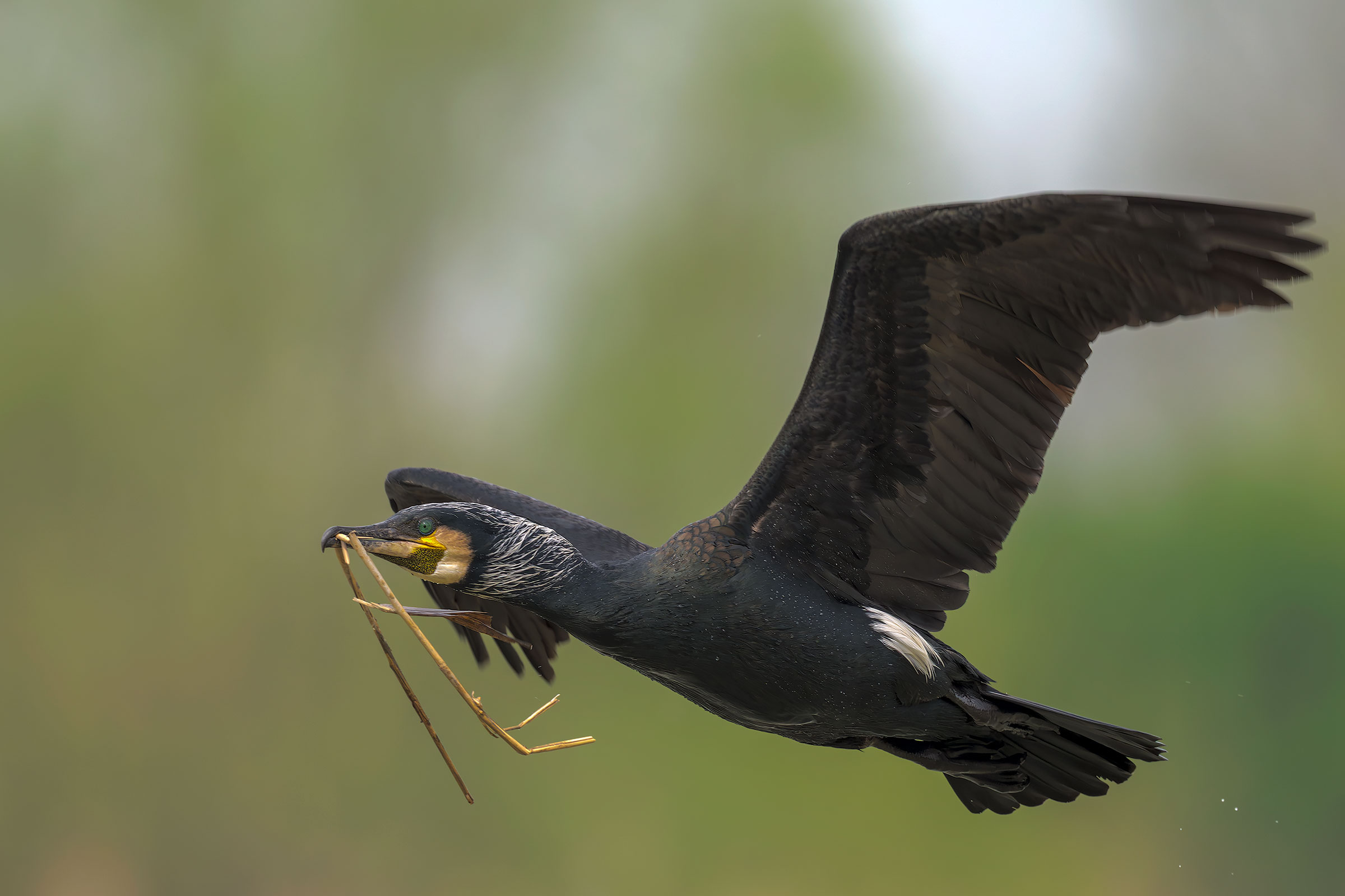 Cormorant