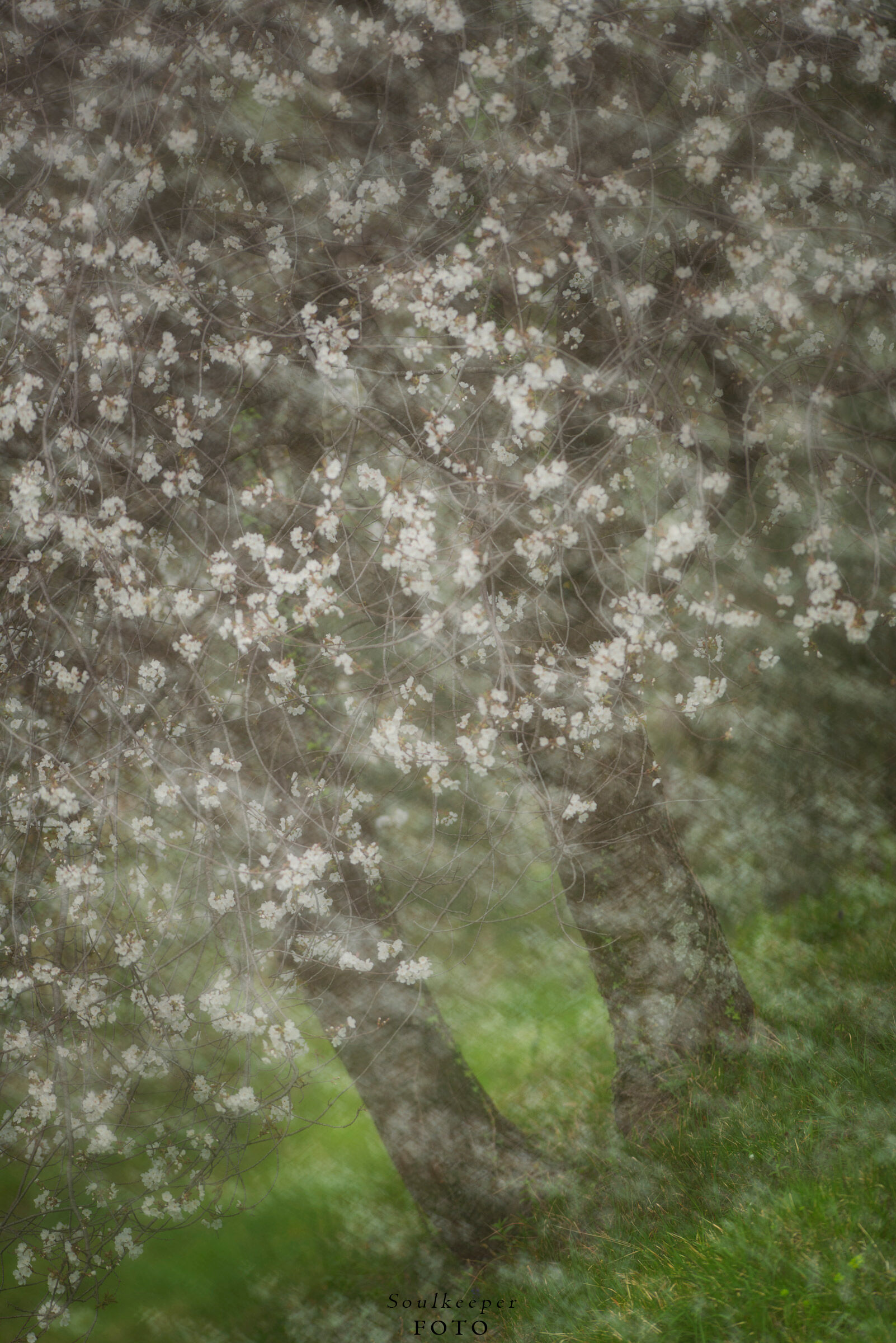 Primavera.