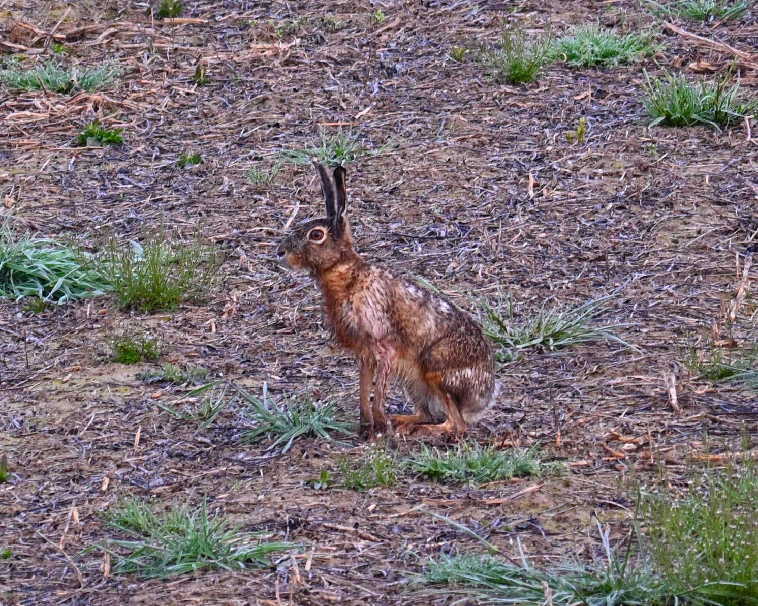Hare