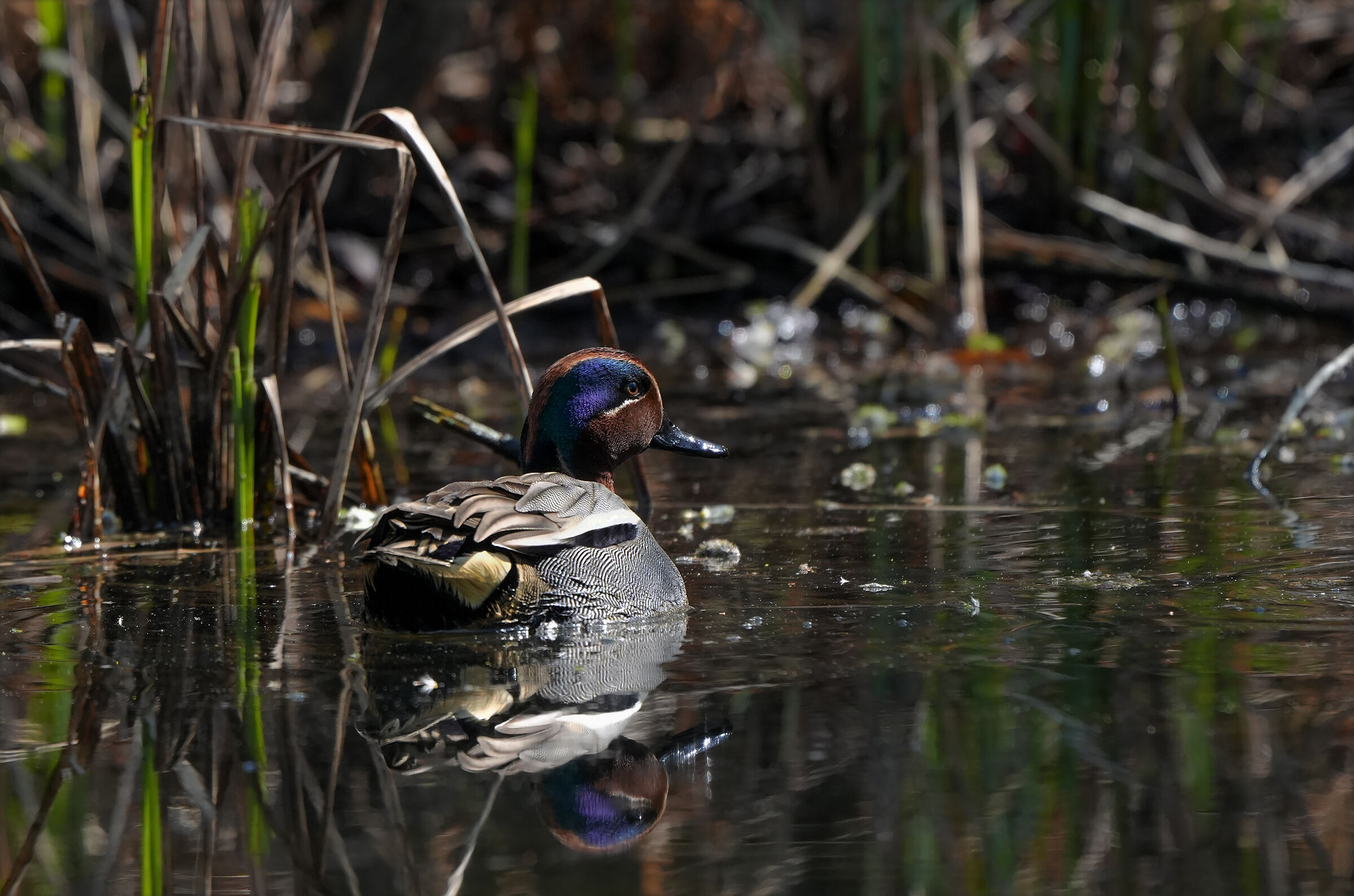 Male Teal