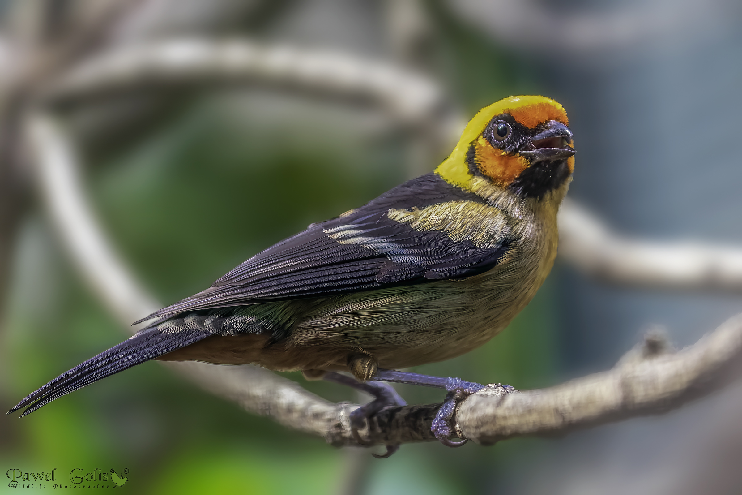 Yellow-faced Tanager (Tangara lunigera)