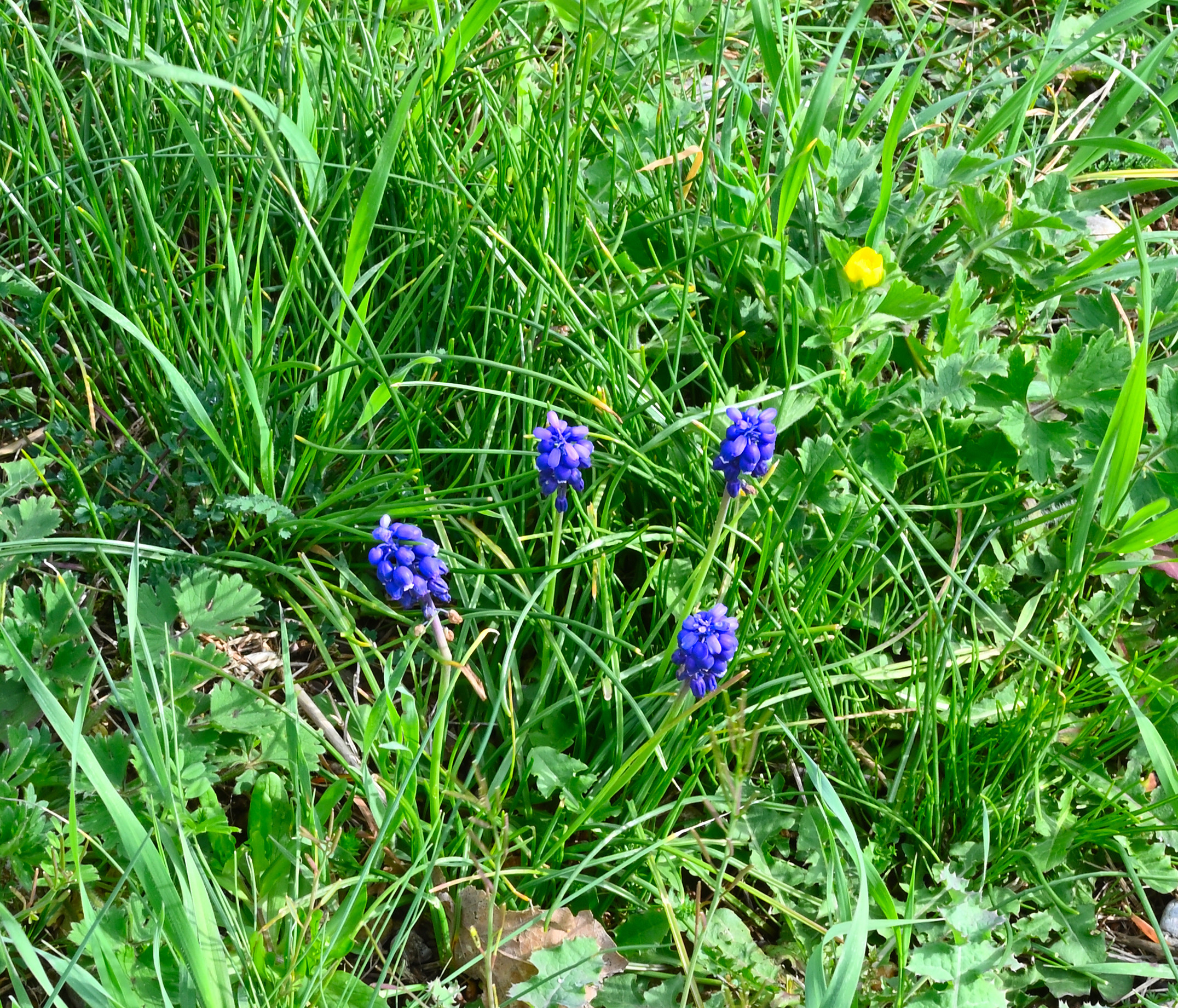Spring