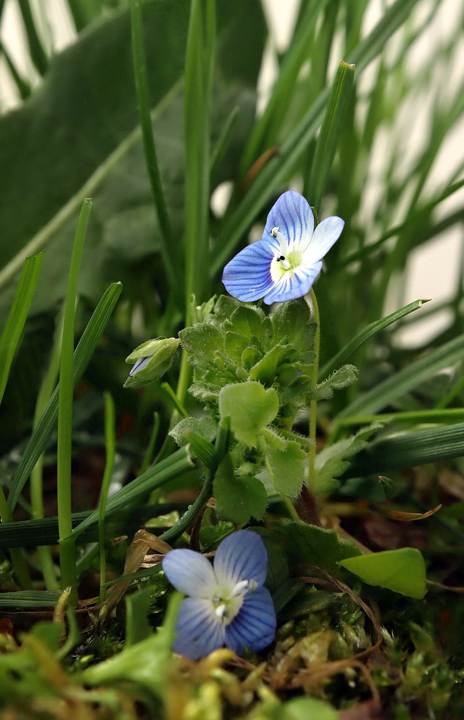 blue flower in the grass, Veronica