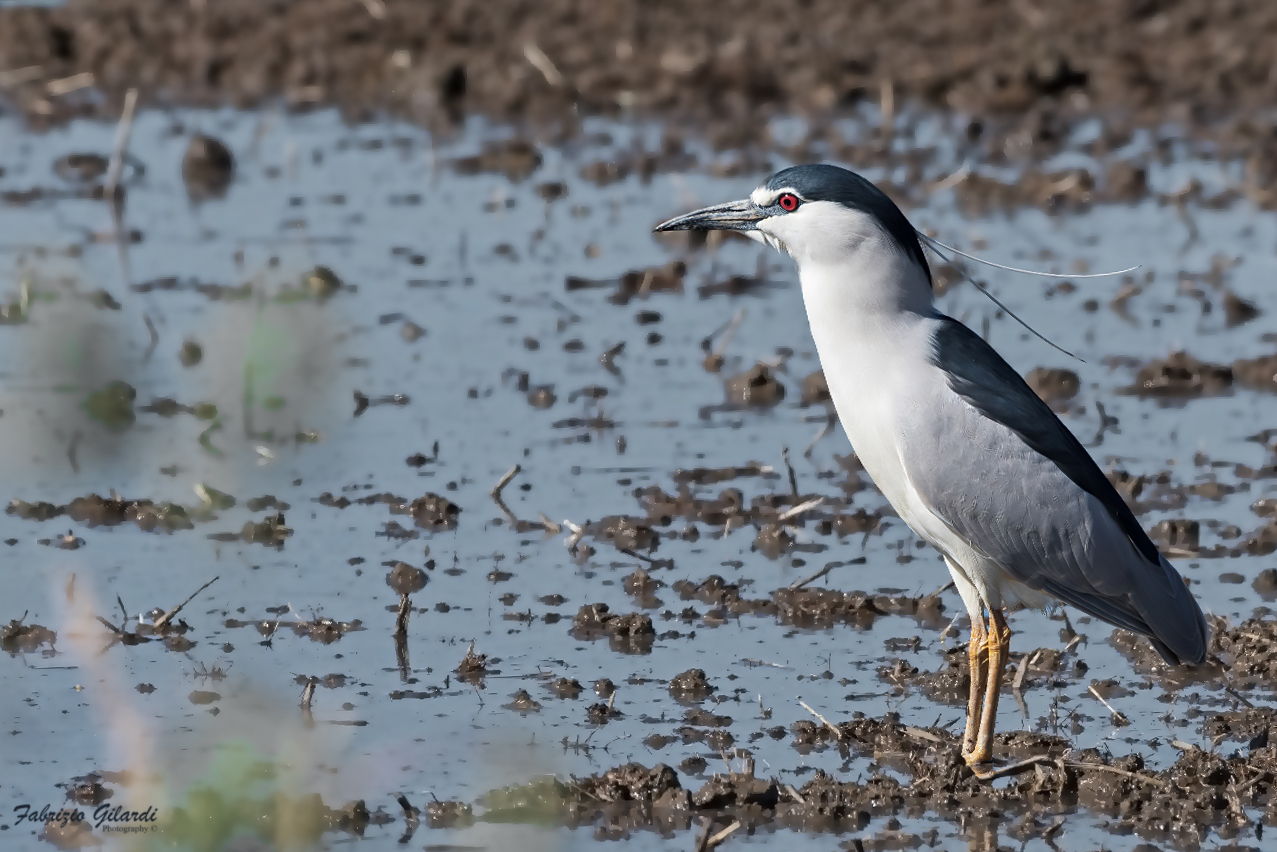 Nycticorax nicticorax (Night Heron)
