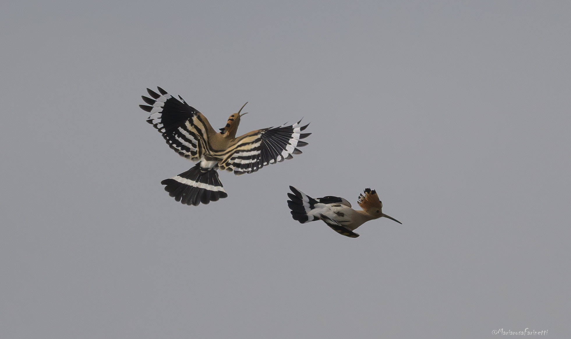 gioco di Upupe in cielo uggioso