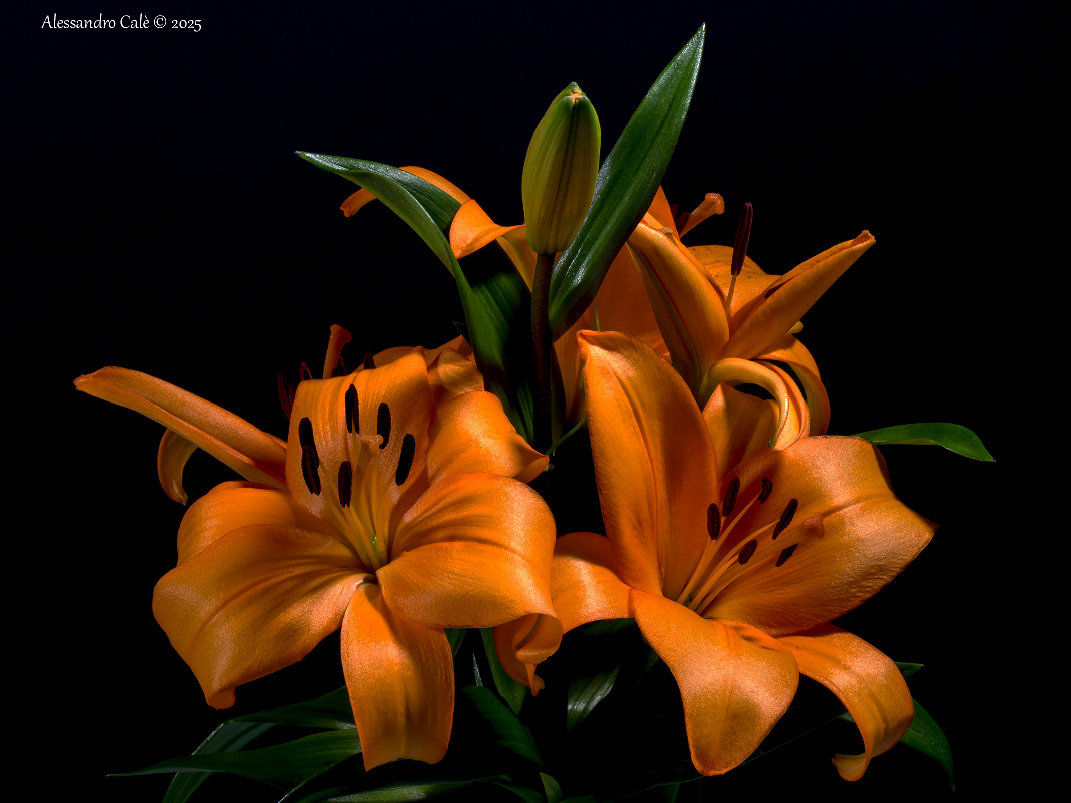 Lily 1084