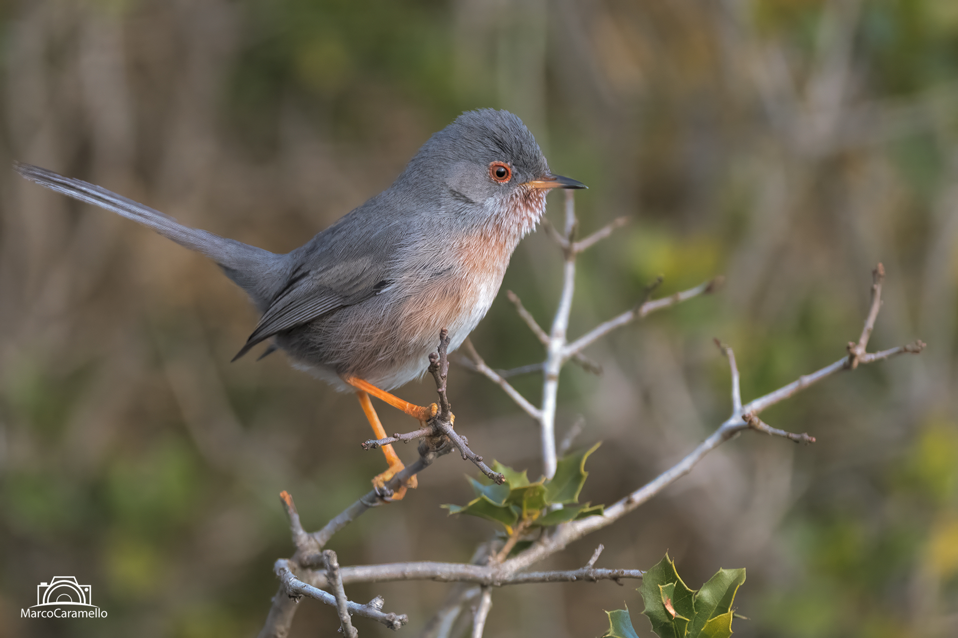Dartford warbler