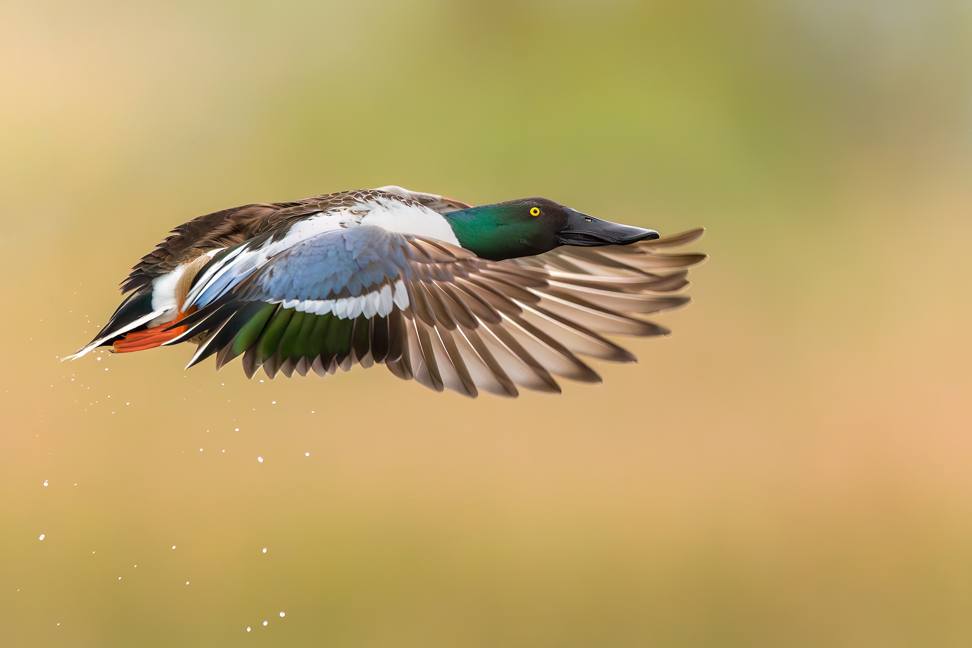 Shoveler