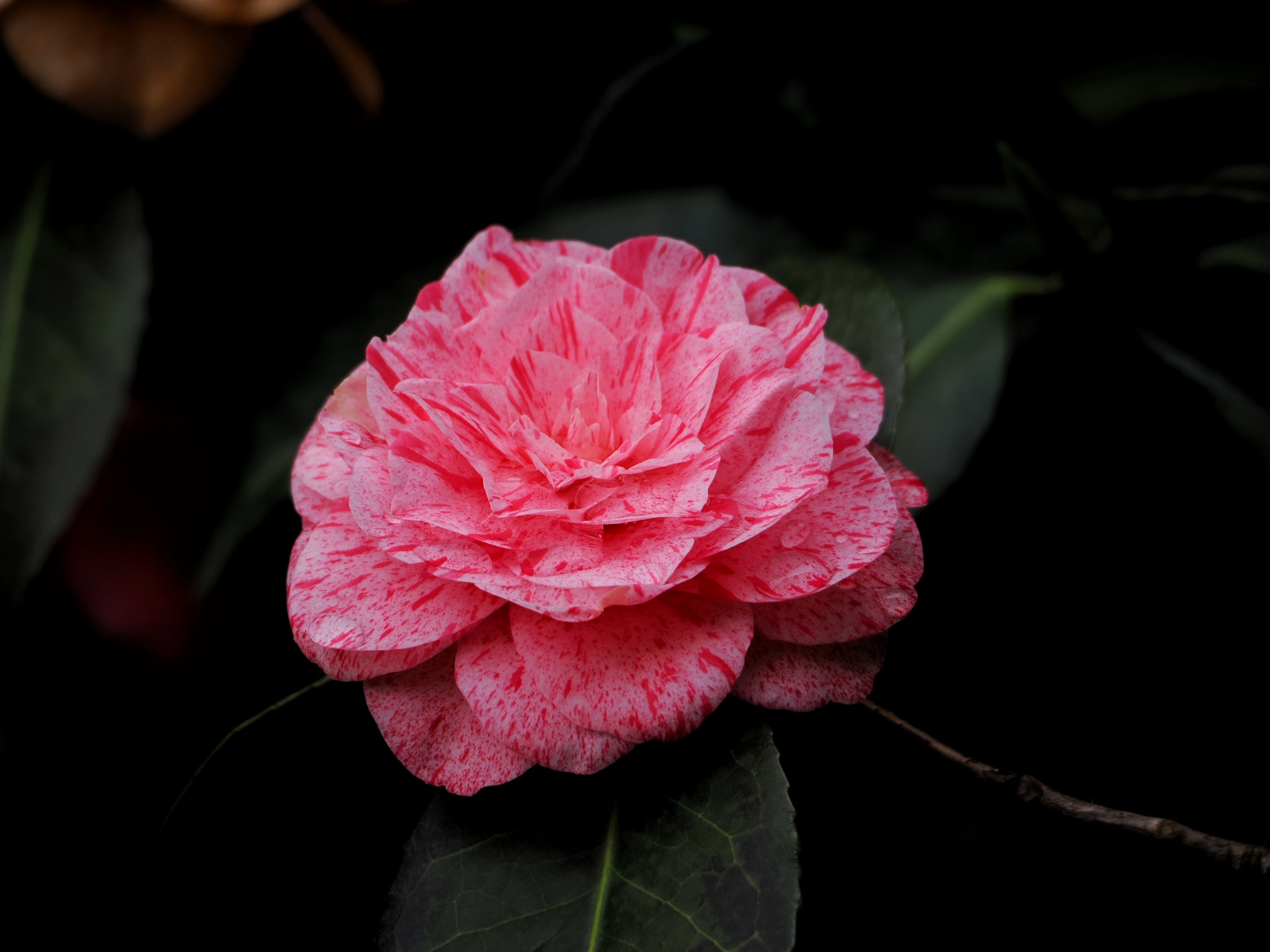 Camelia