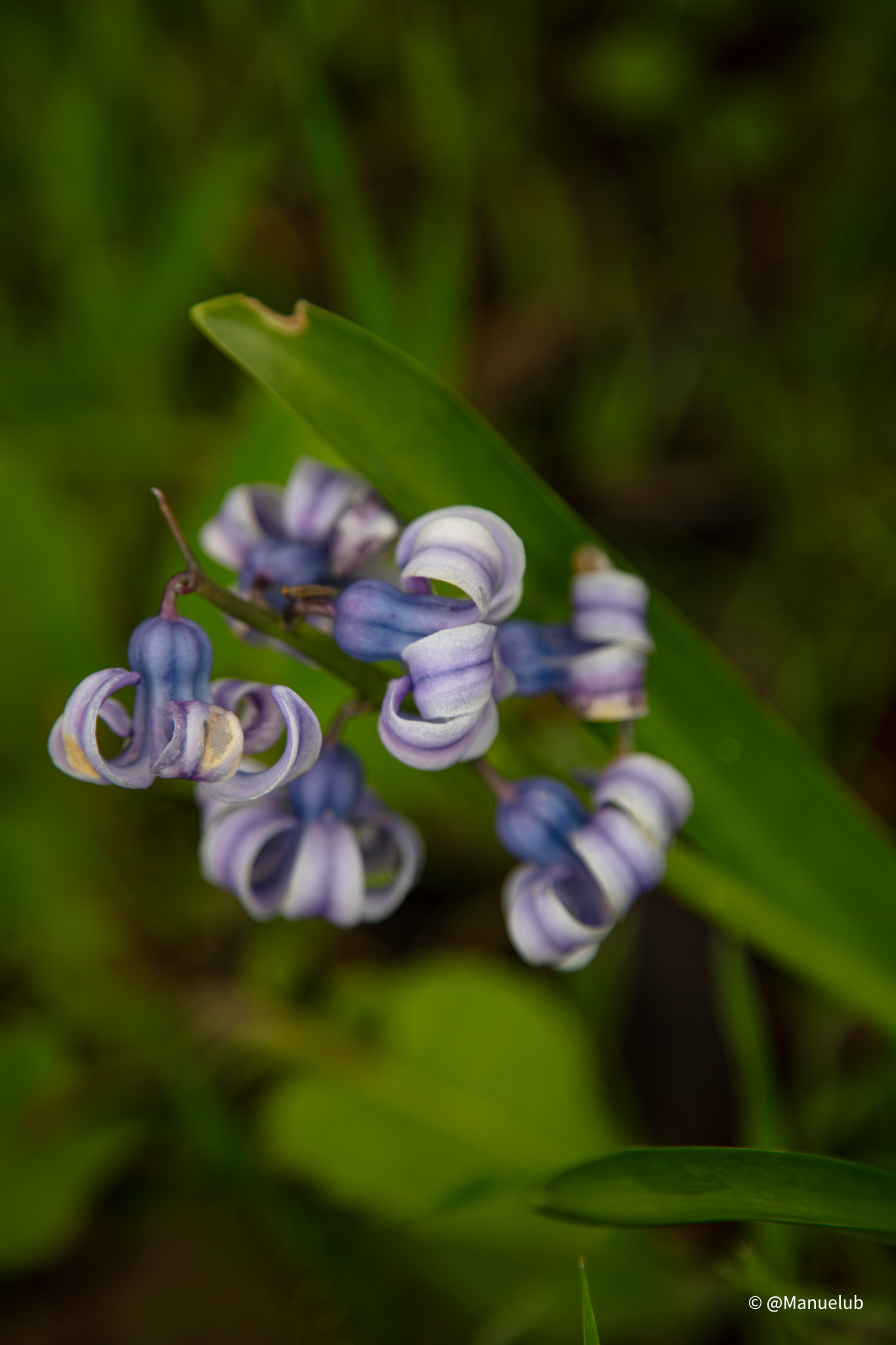 Hyacinthus