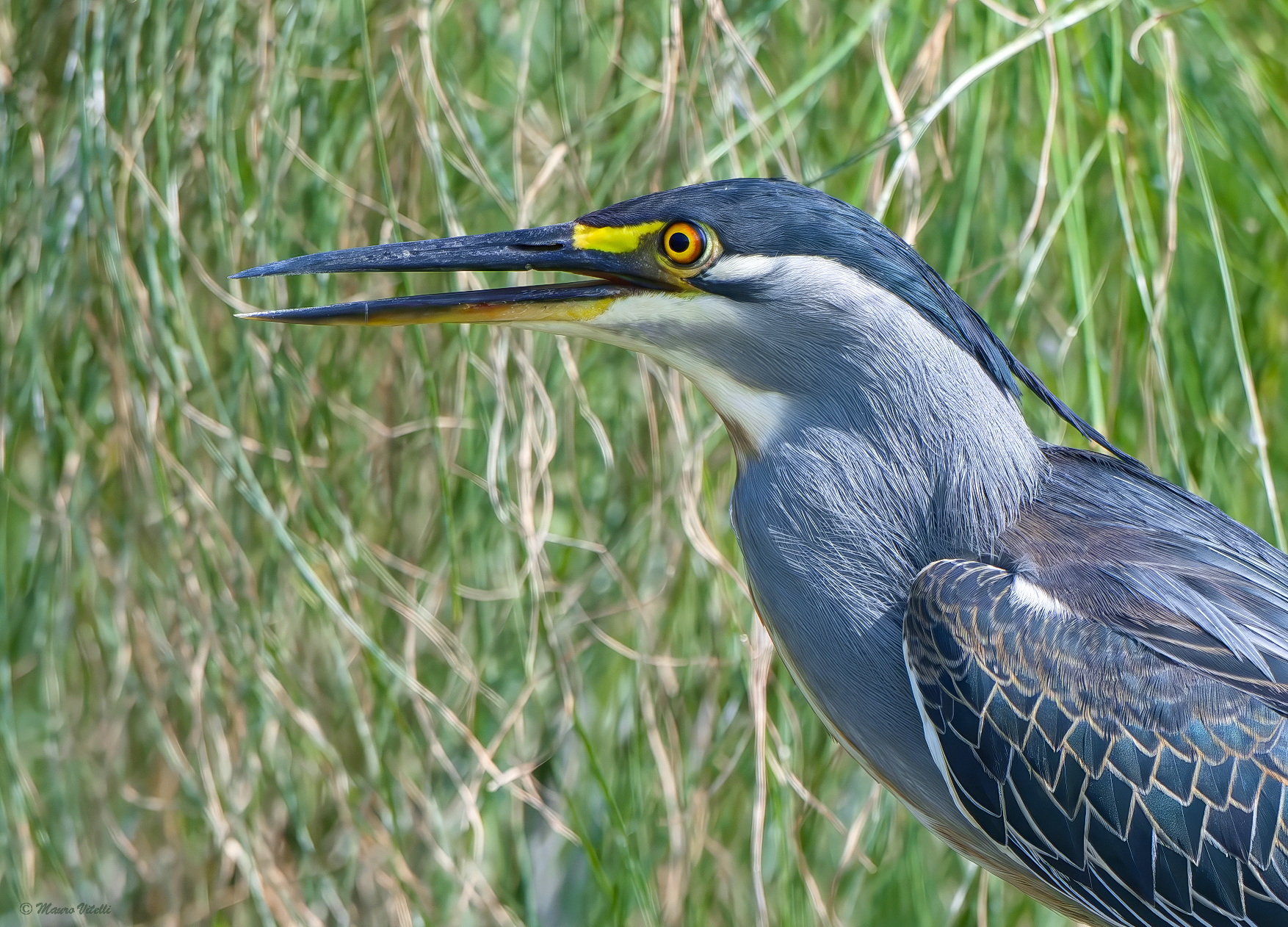Airone striato (Butorides striata)