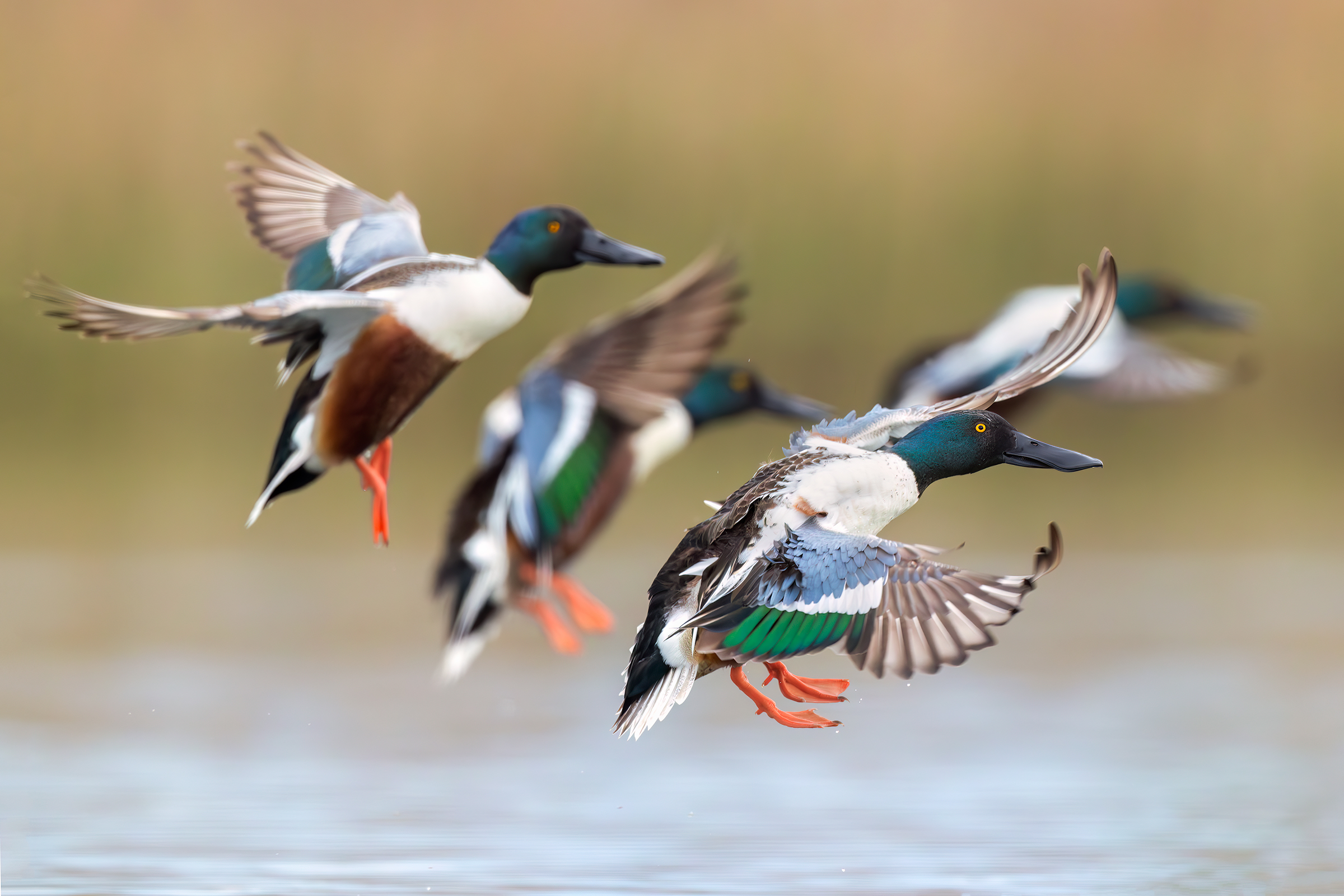 Arrivo in gruppo (Mestoloni)