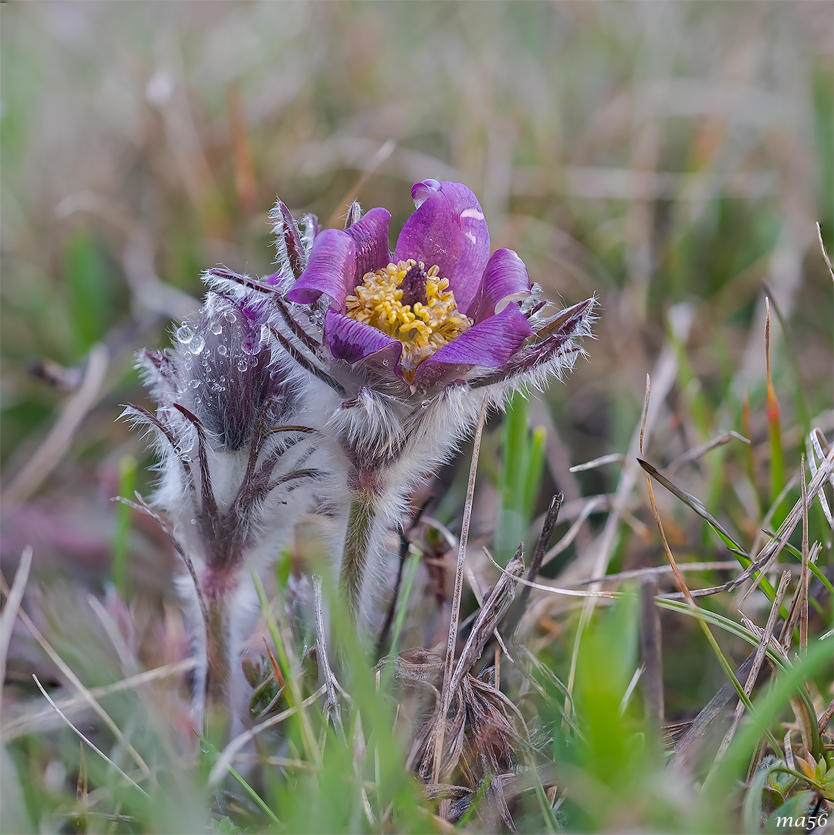 Pulsatilla montana