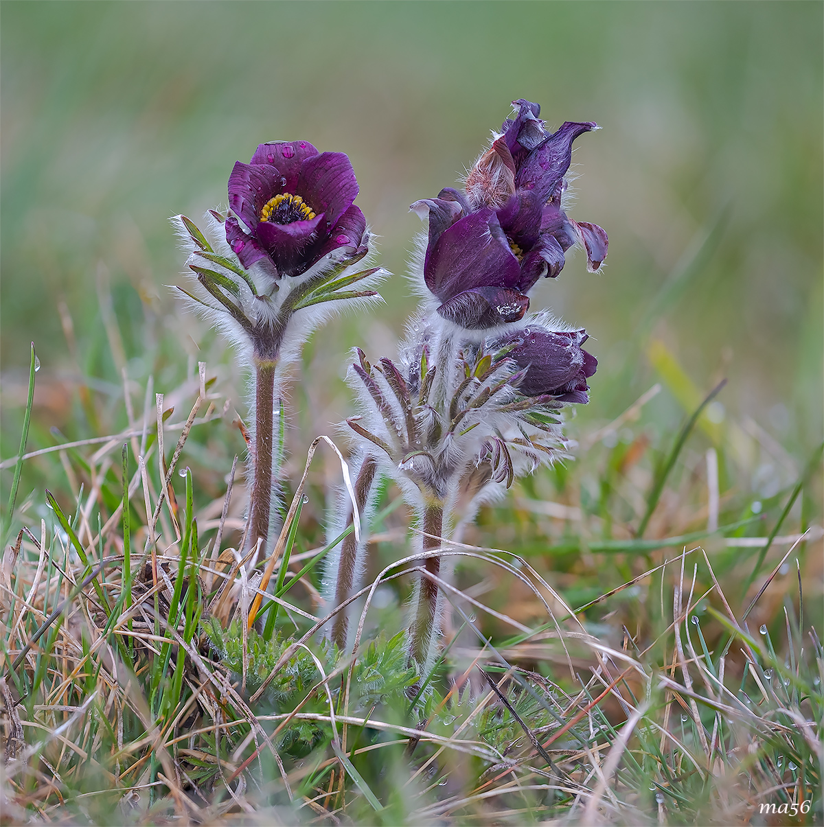 Pulsatilla montana