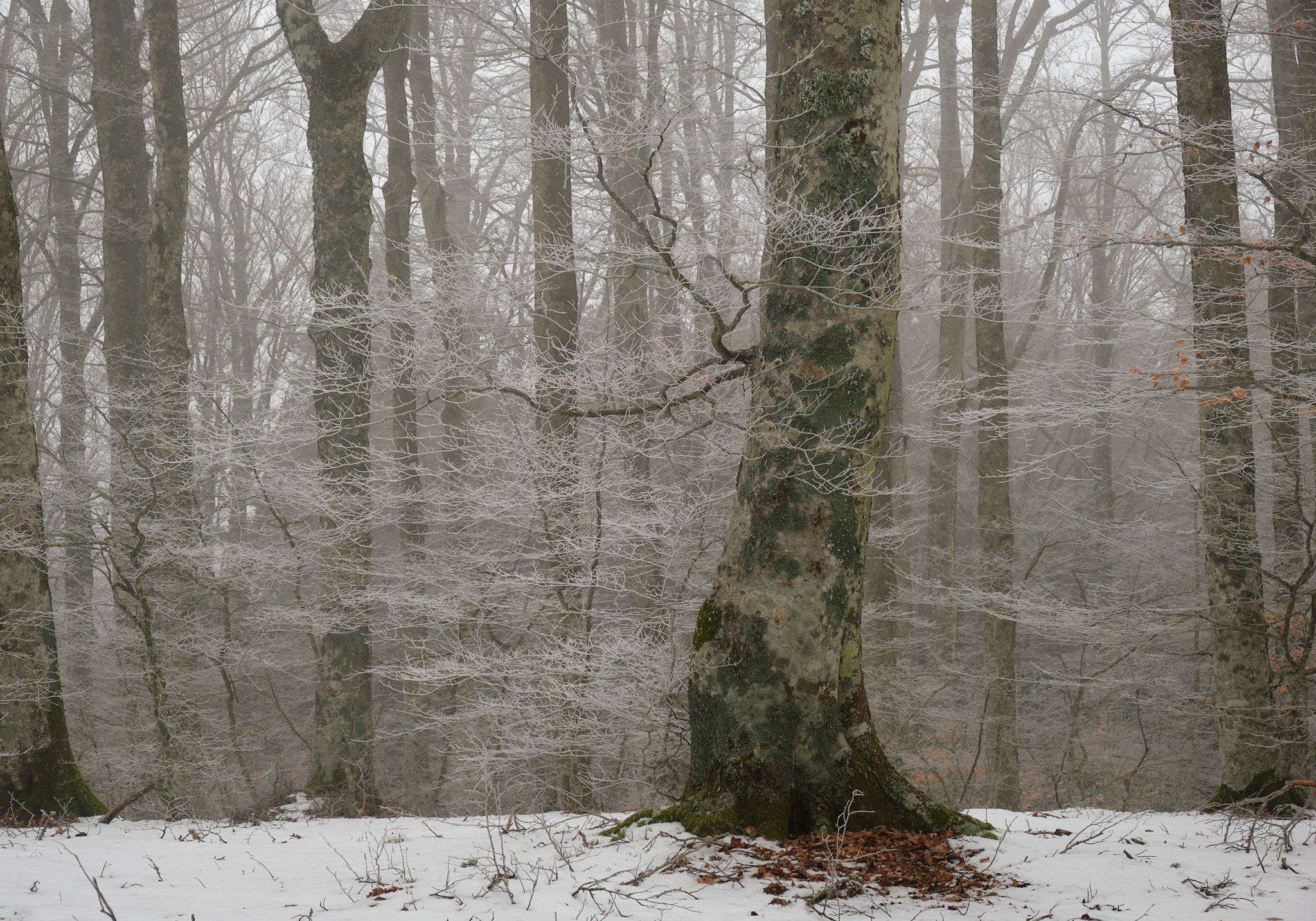 Snow in the forest