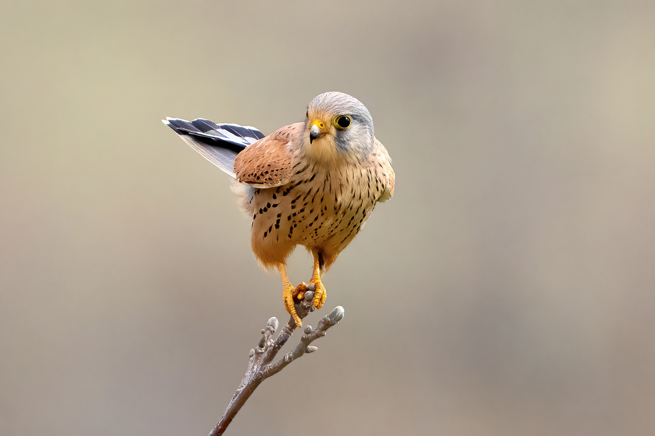 Gheppio (Falco tinnunculus)