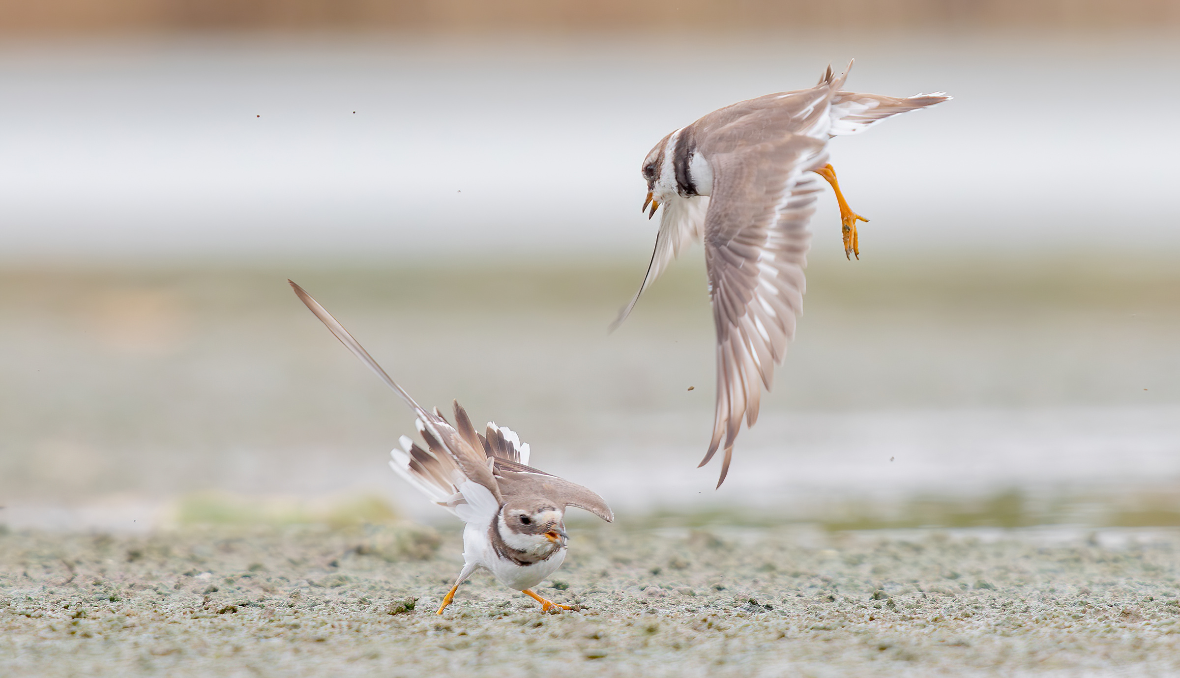 Piviere dagli anelli