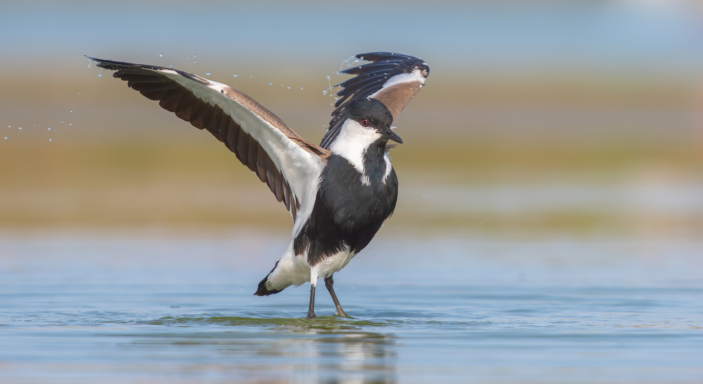 pavoncella dalle ali speronate