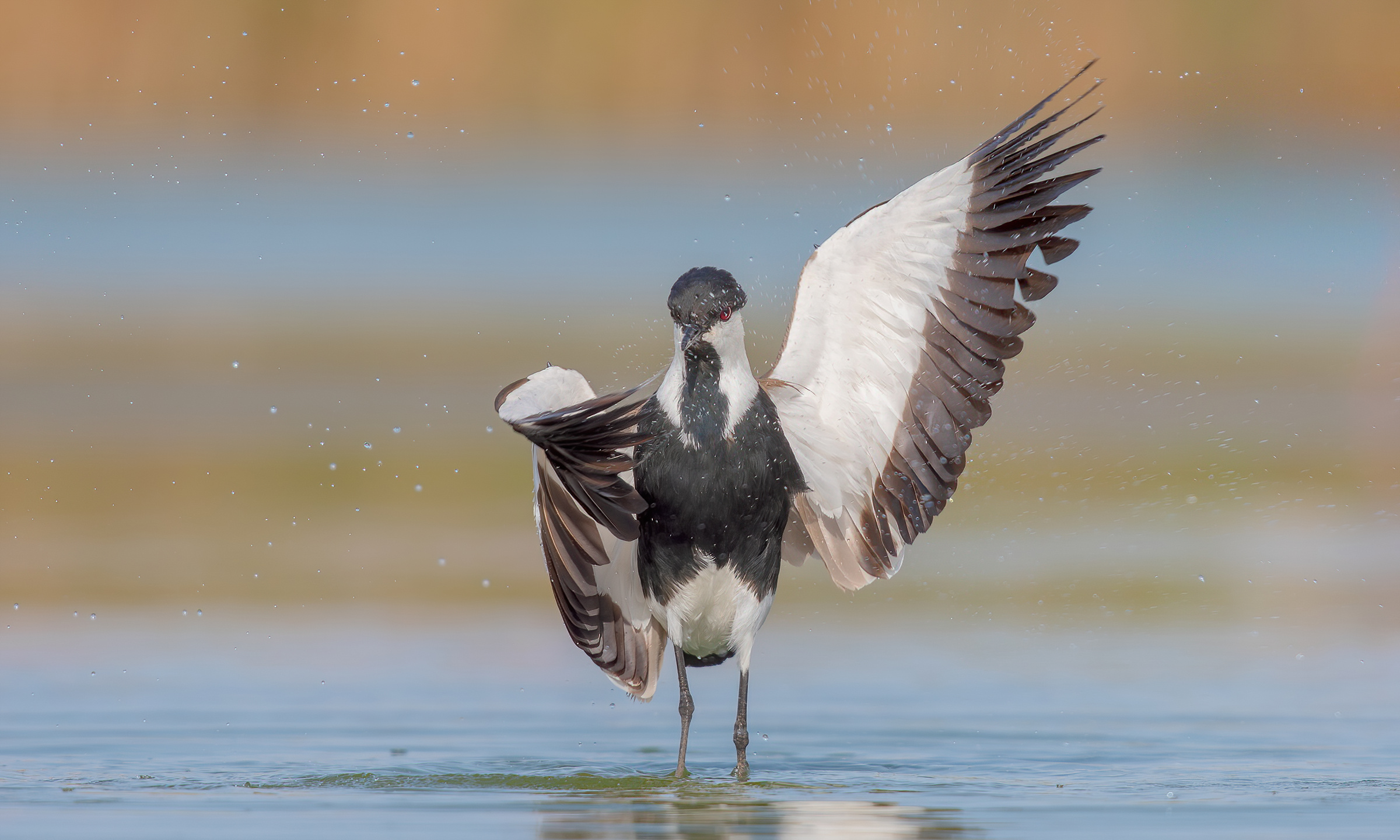 pavoncella dalle ali speronate