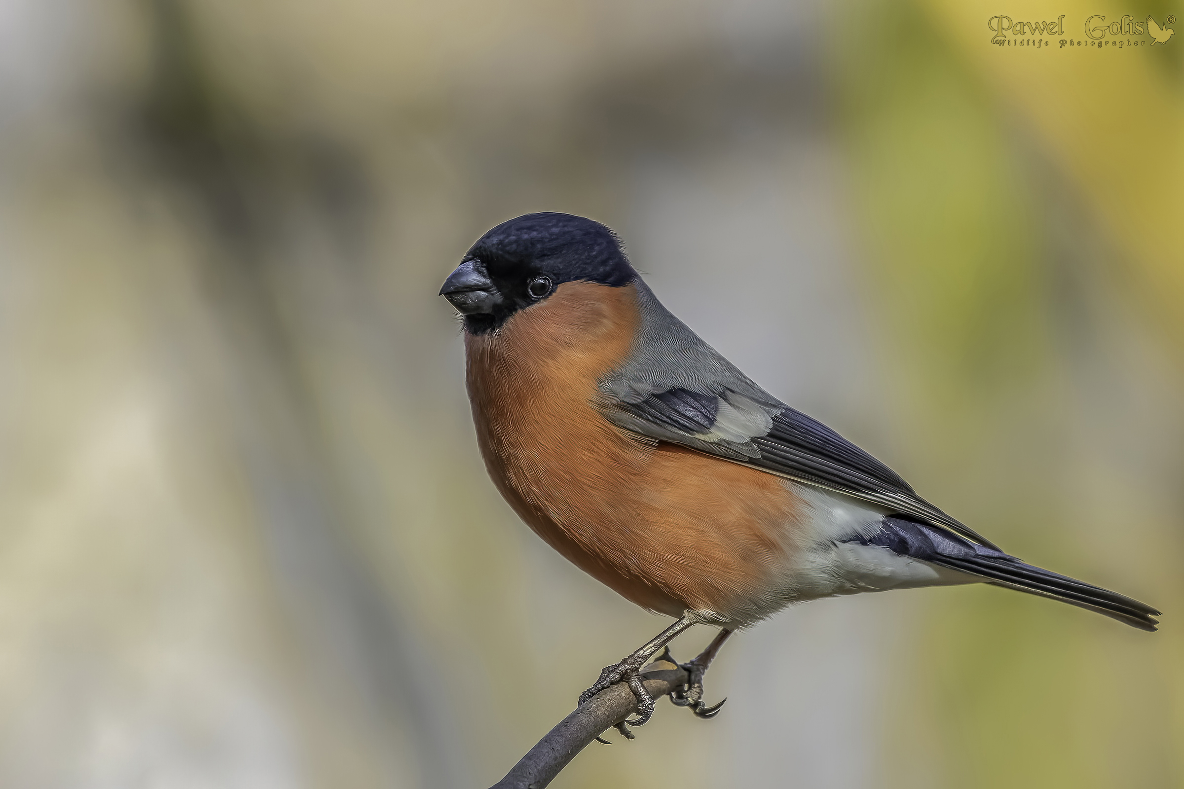 Eurasian bullfinch (Pyrrhula pyrrhula)
