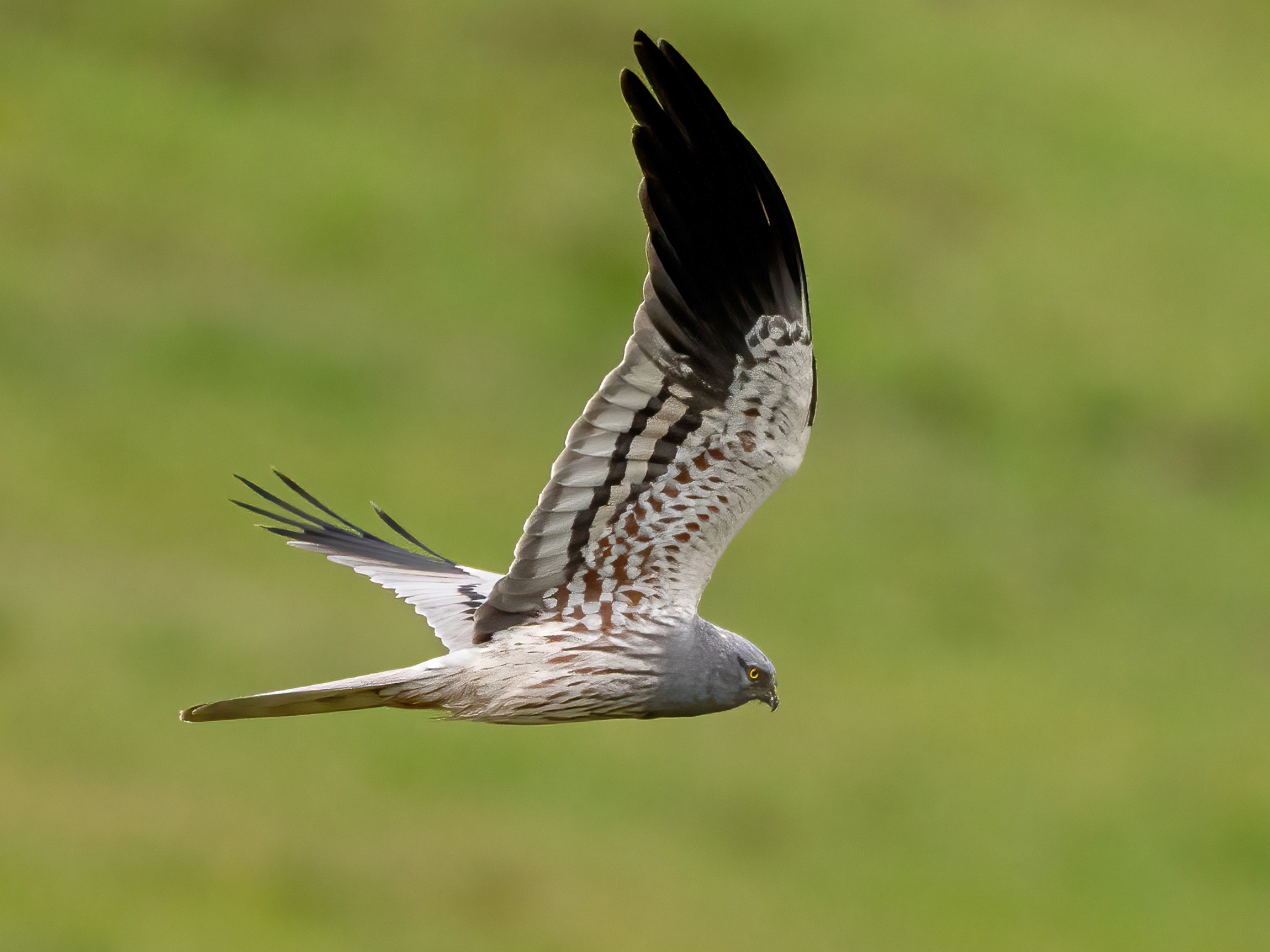 Montagu's Harrier (Circus pygargus) - male
