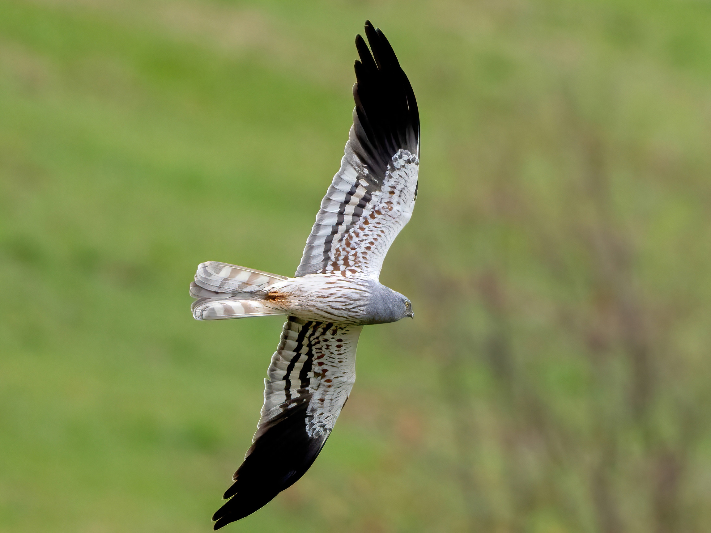 Montagu's Harrier (Circus pygargus) - male