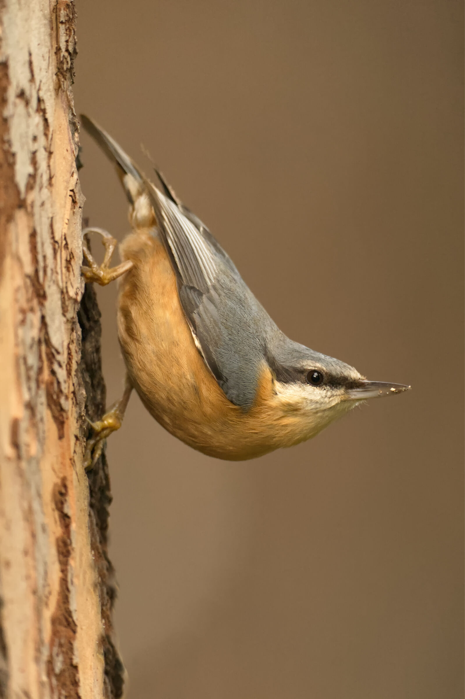 Wood nuthatch